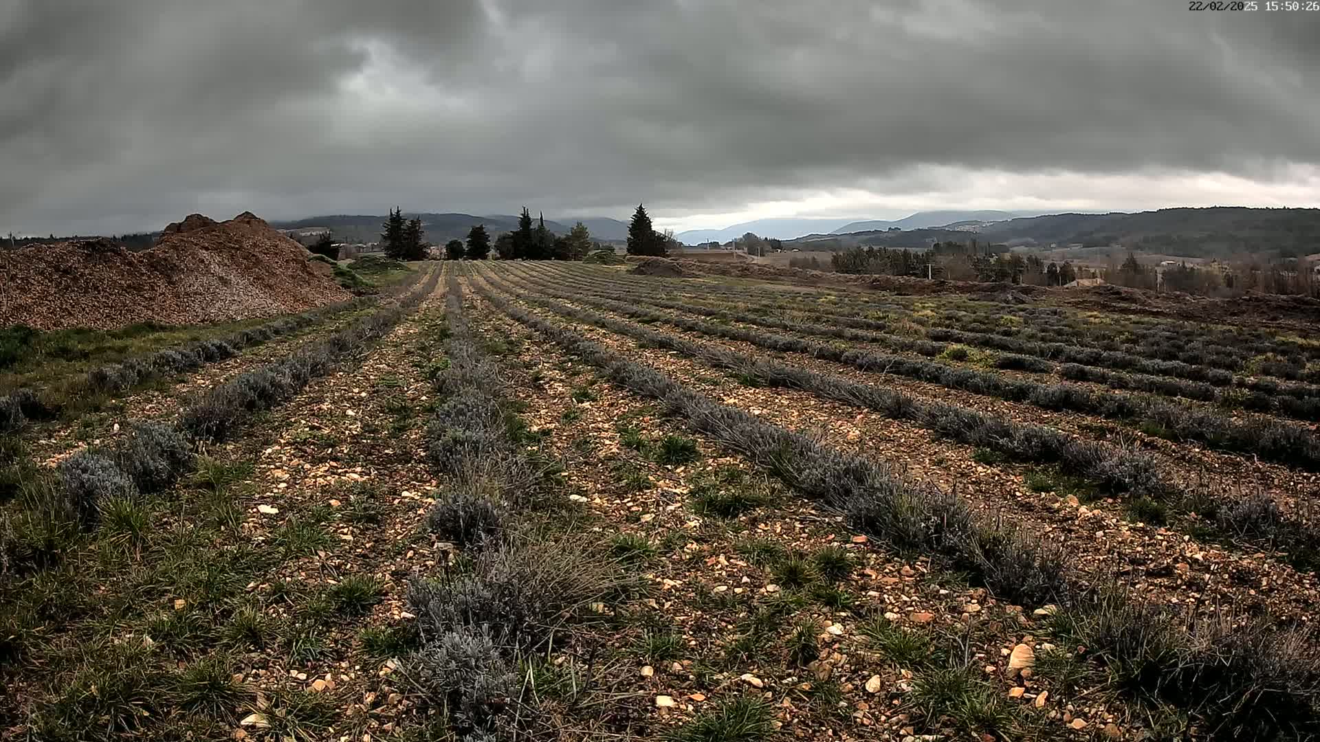 Rows of young lavender plants stretch across a rocky field under a heavily clouded sky.