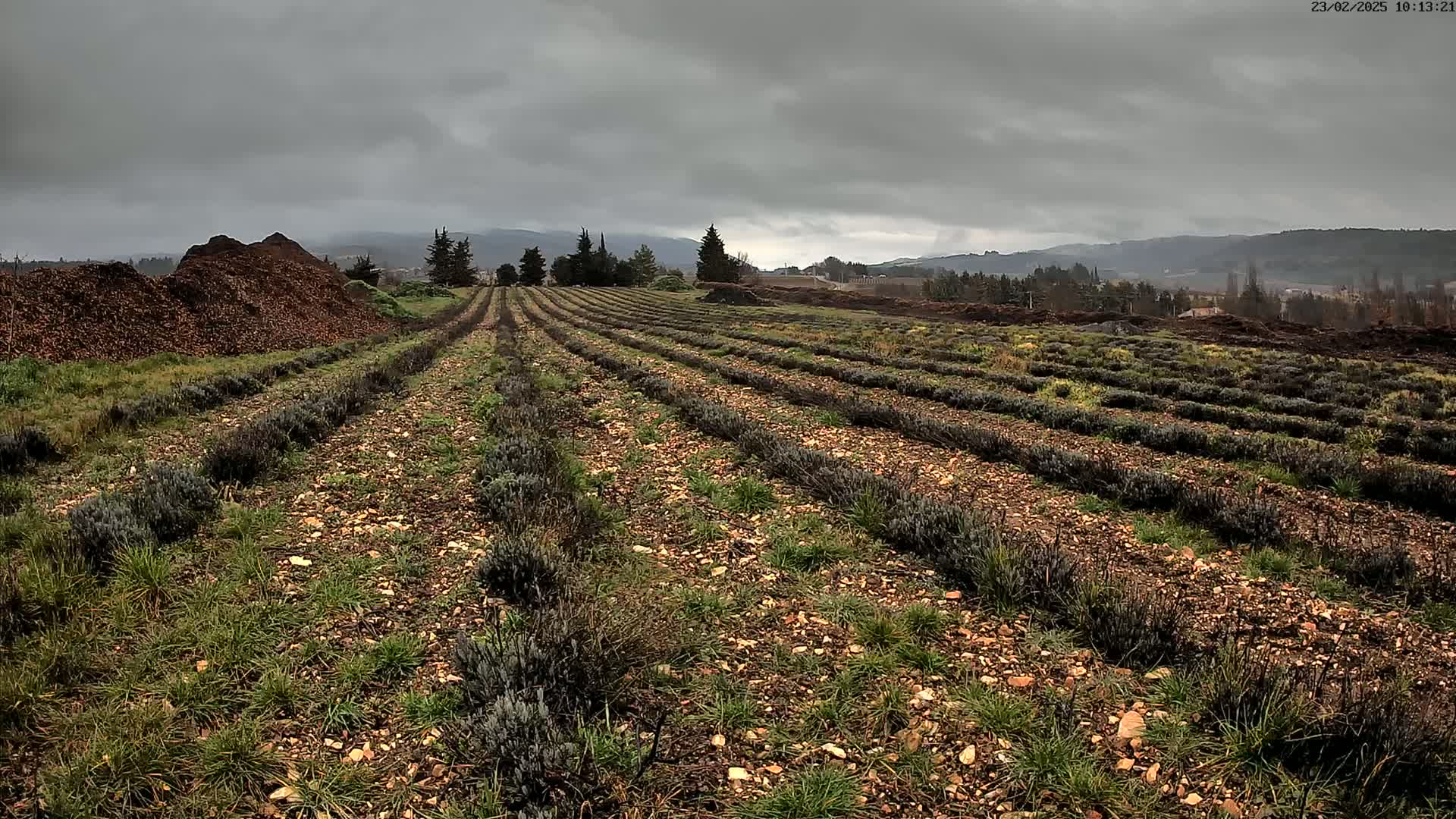 Rows of young lavender plants grow in a field under a cloudy sky.