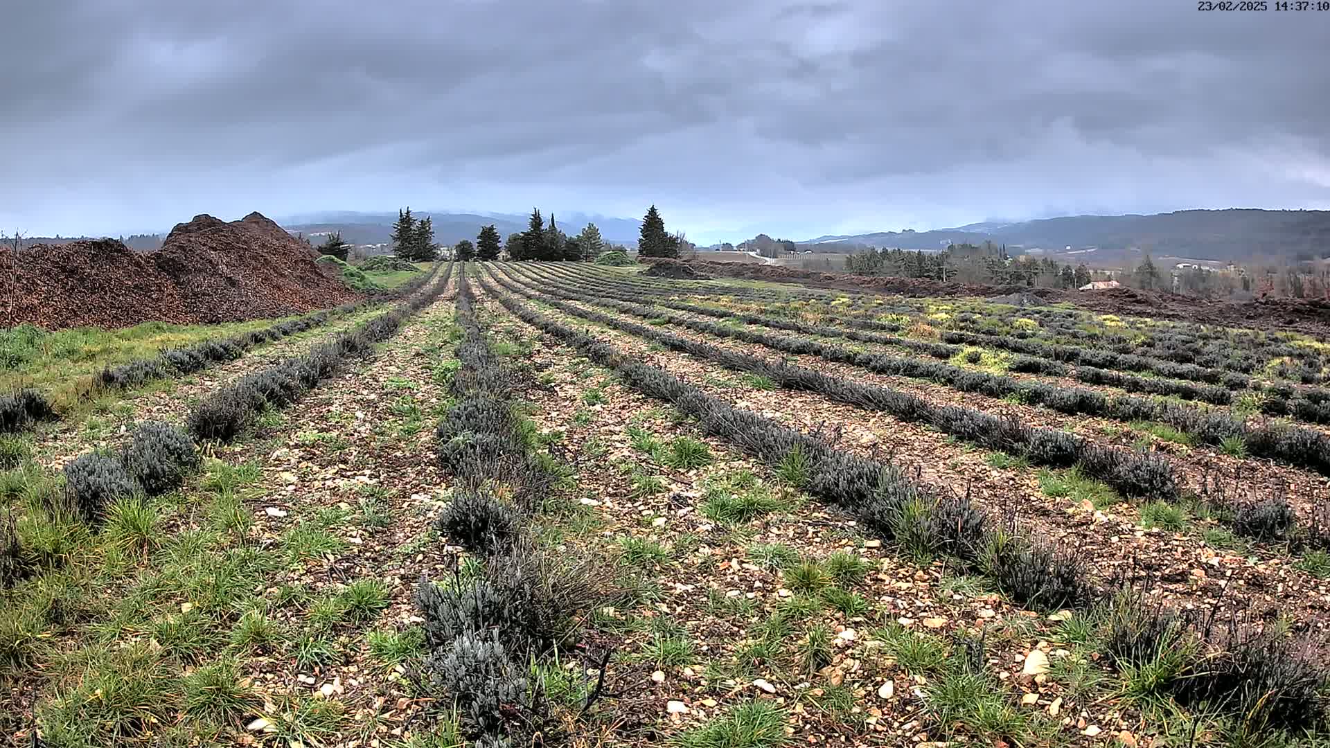 Rows of young lavender plants stretch across a field under a cloudy sky, with piles of mulch visible in the foreground.