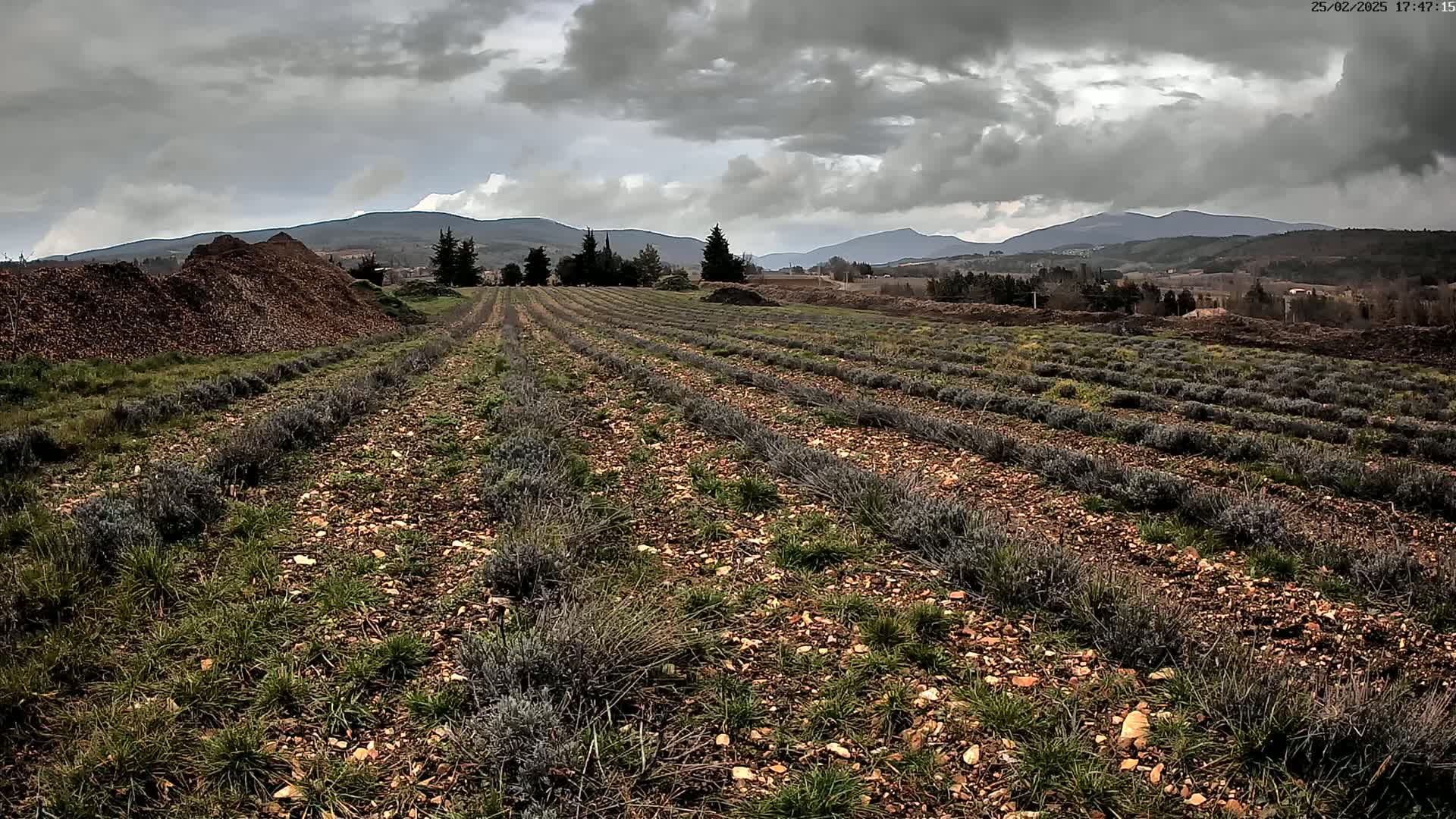 Rows of young lavender plants grow in a rocky field under a cloudy sky, with mountains in the background.