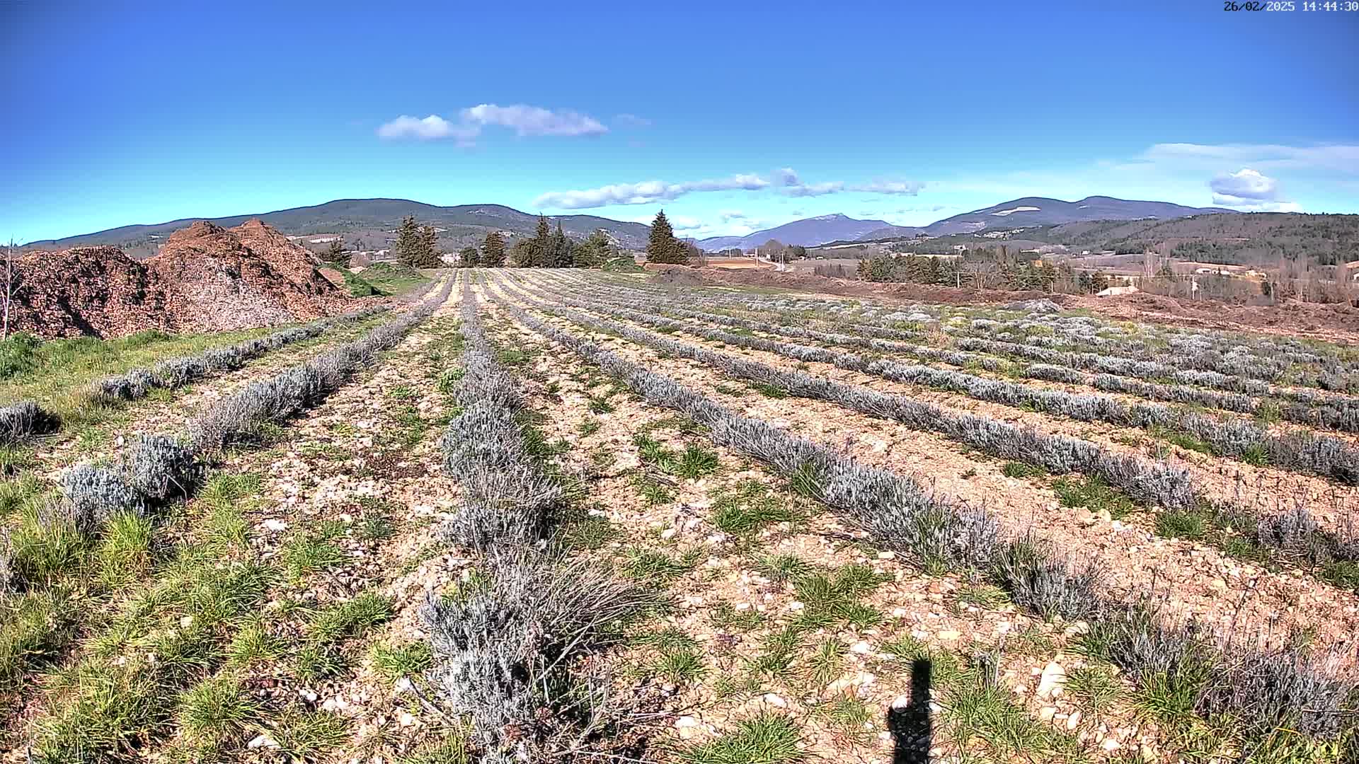 Rows of young lavender plants grow in a field under a clear blue sky, with mountains in the distance.