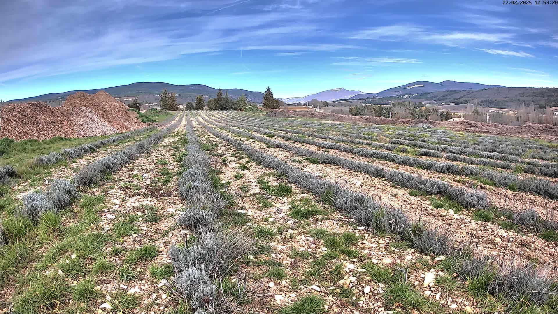 Rows of young lavender plants grow in a field under a mostly clear blue sky, with mountains in the distance and a pile of mulch in the foreground.