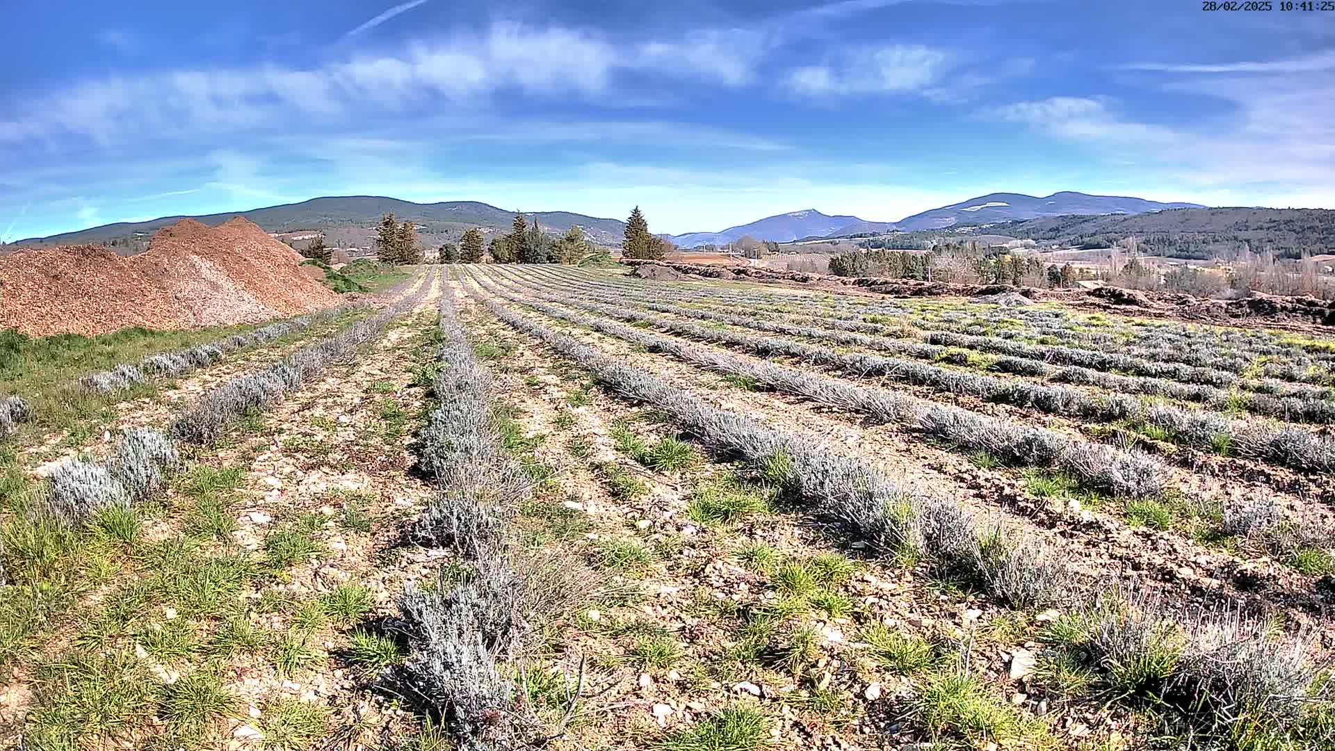 Rows of young lavender plants grow in a field under a mostly sunny sky, with mountains in the distance and piles of mulch nearby.