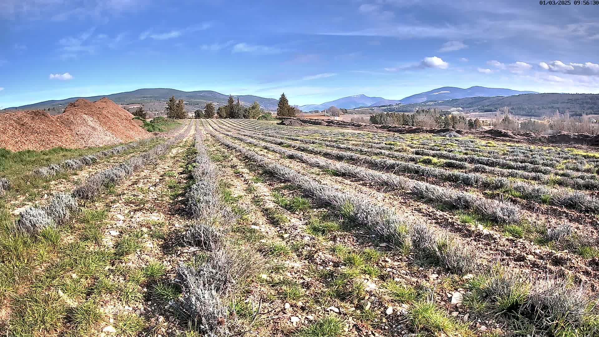 Rows of young lavender plants stretch across a field under a mostly sunny sky, with mountains in the distance and piles of mulch nearby.