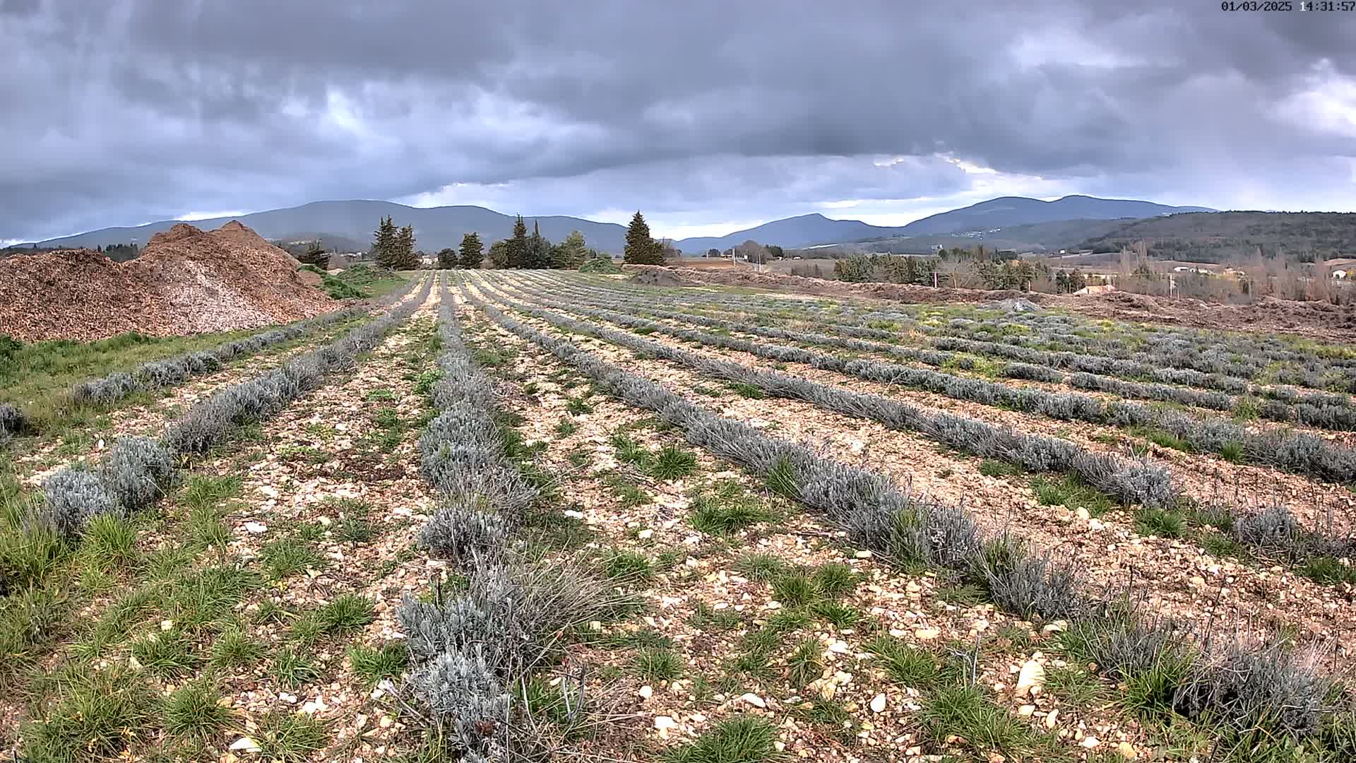 Rows of young lavender plants grow in a field under a cloudy sky, with a pile of wood chips in the foreground and mountains in the distance.