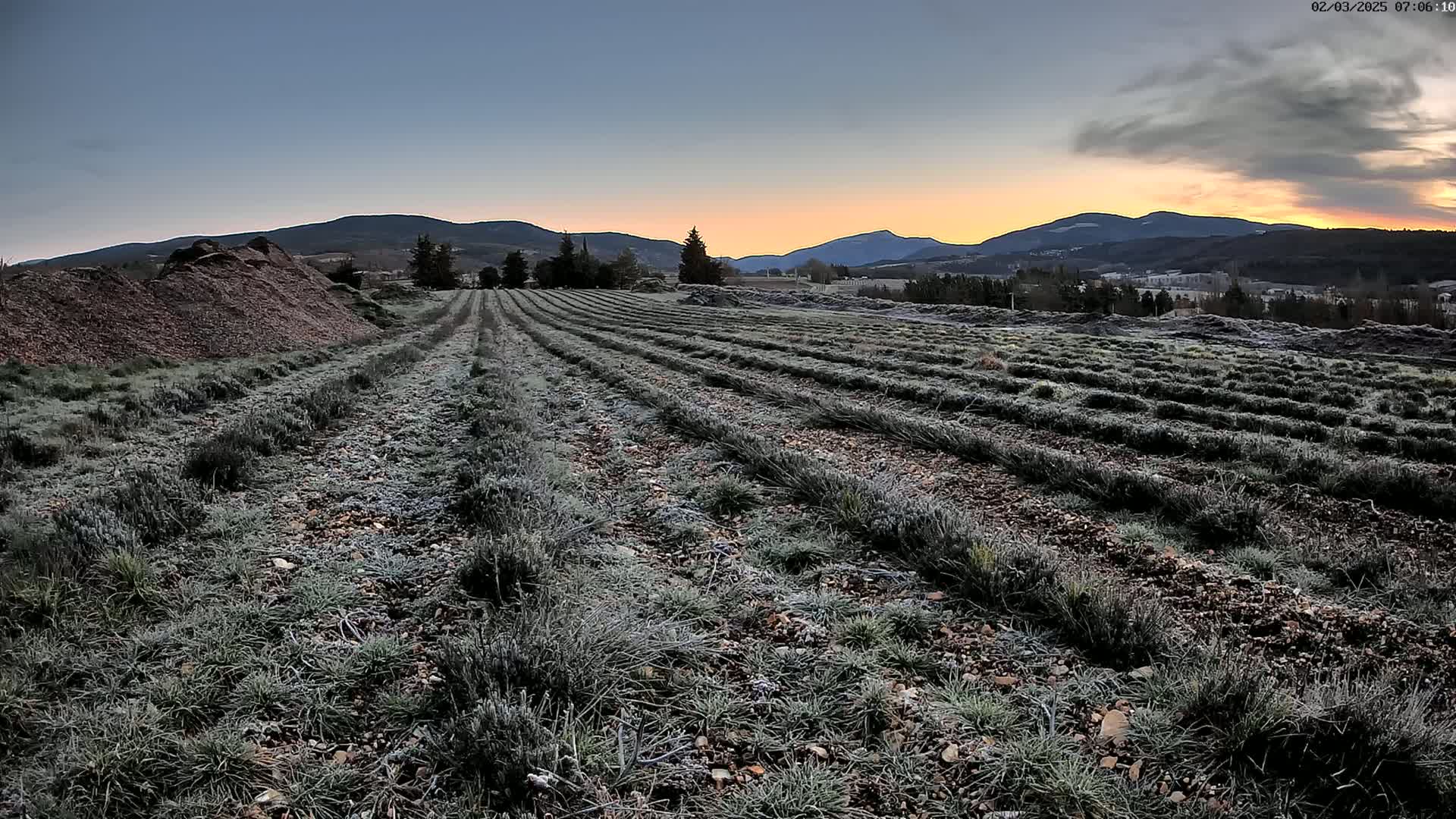 A frost-covered field with rows of low-lying plants stretches toward distant mountains under a sunrise sky.