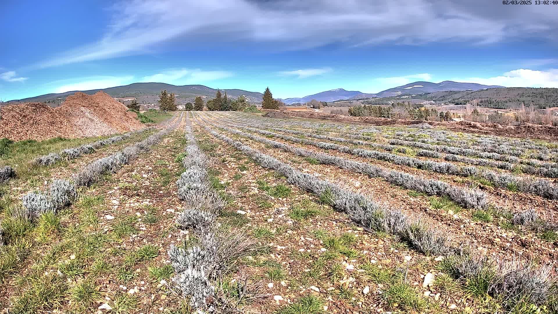 Rows of young lavender plants grow in a field under a mostly sunny sky, with mountains in the background and piles of wood chips in the foreground.