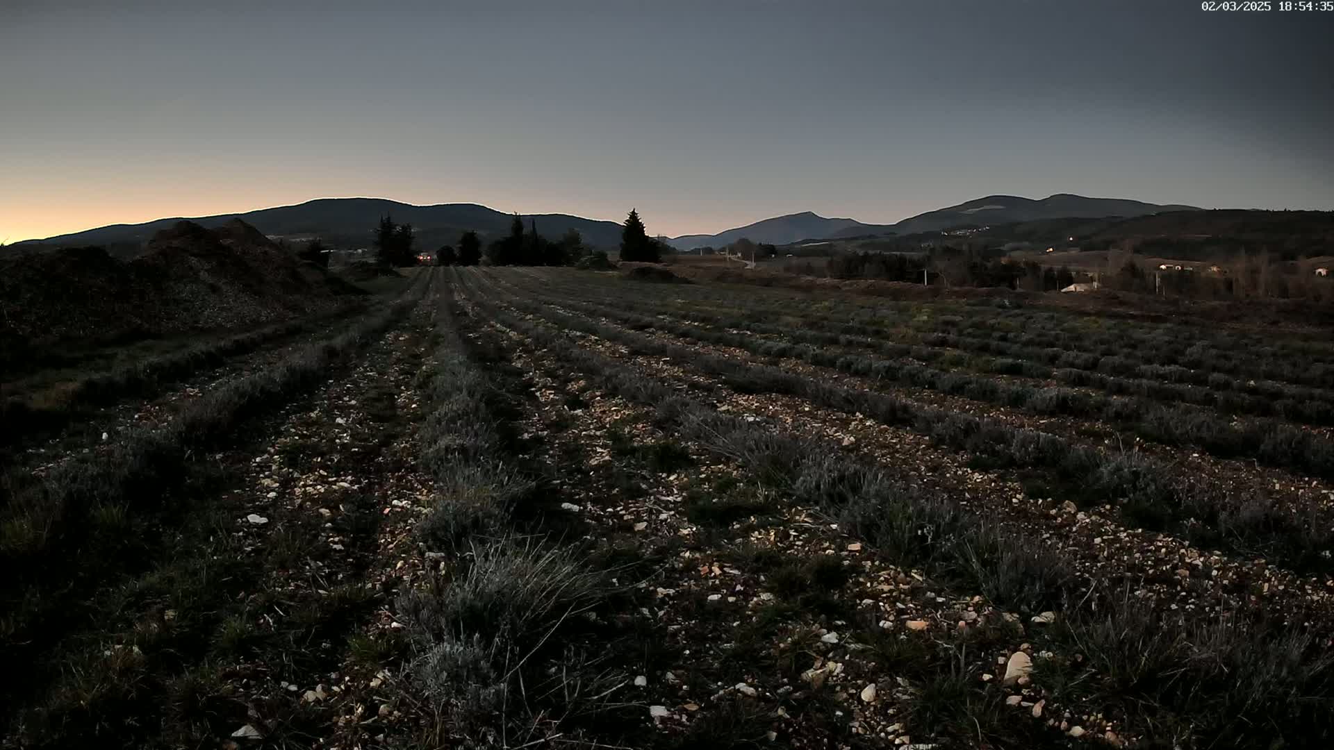 Rows of low-lying plants stretch across a rocky field under a twilight sky, with mountains visible in the distance.