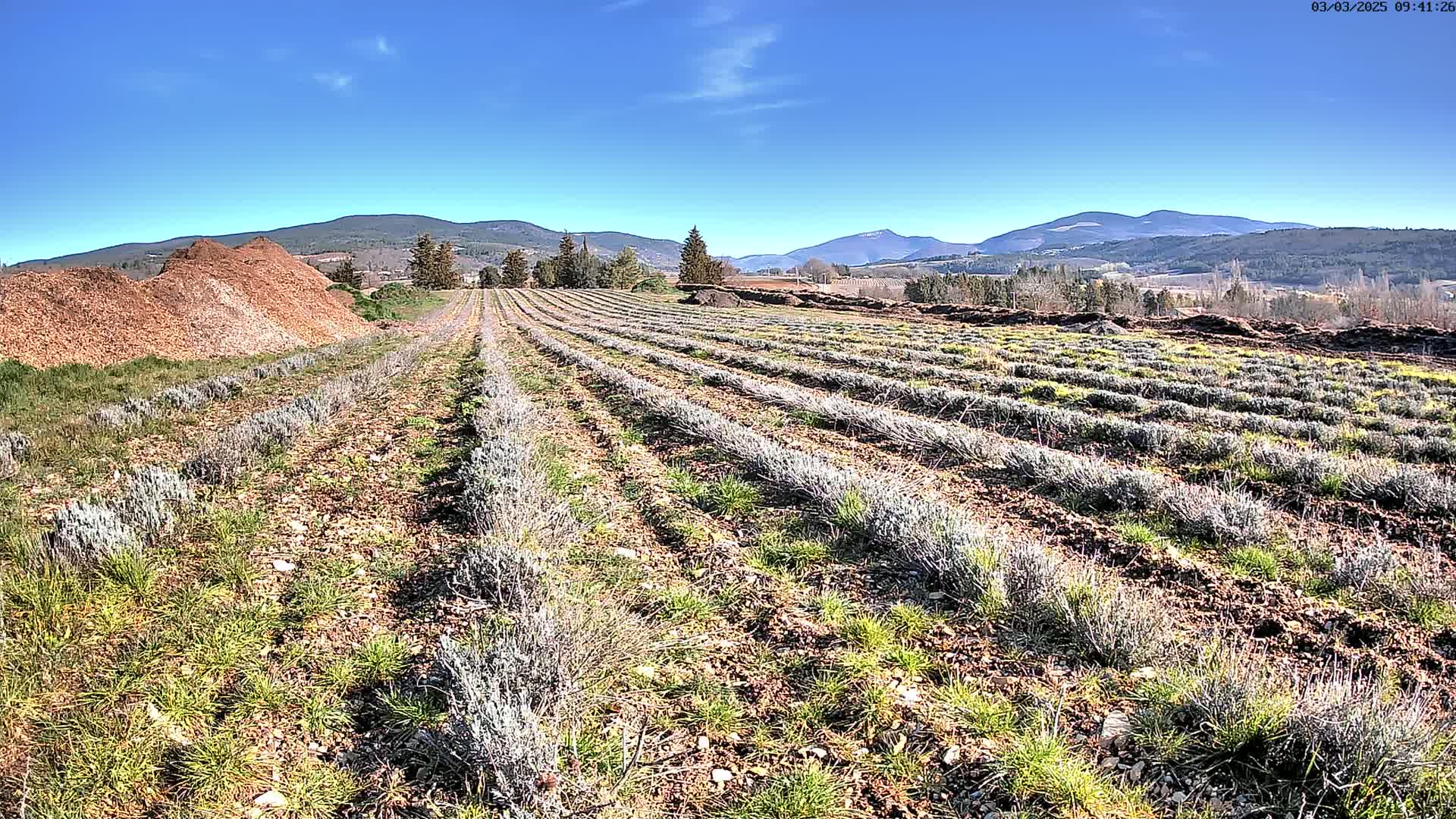 Rows of young lavender plants grow in a field under a clear blue sky, with mountains in the background and piles of mulch nearby.