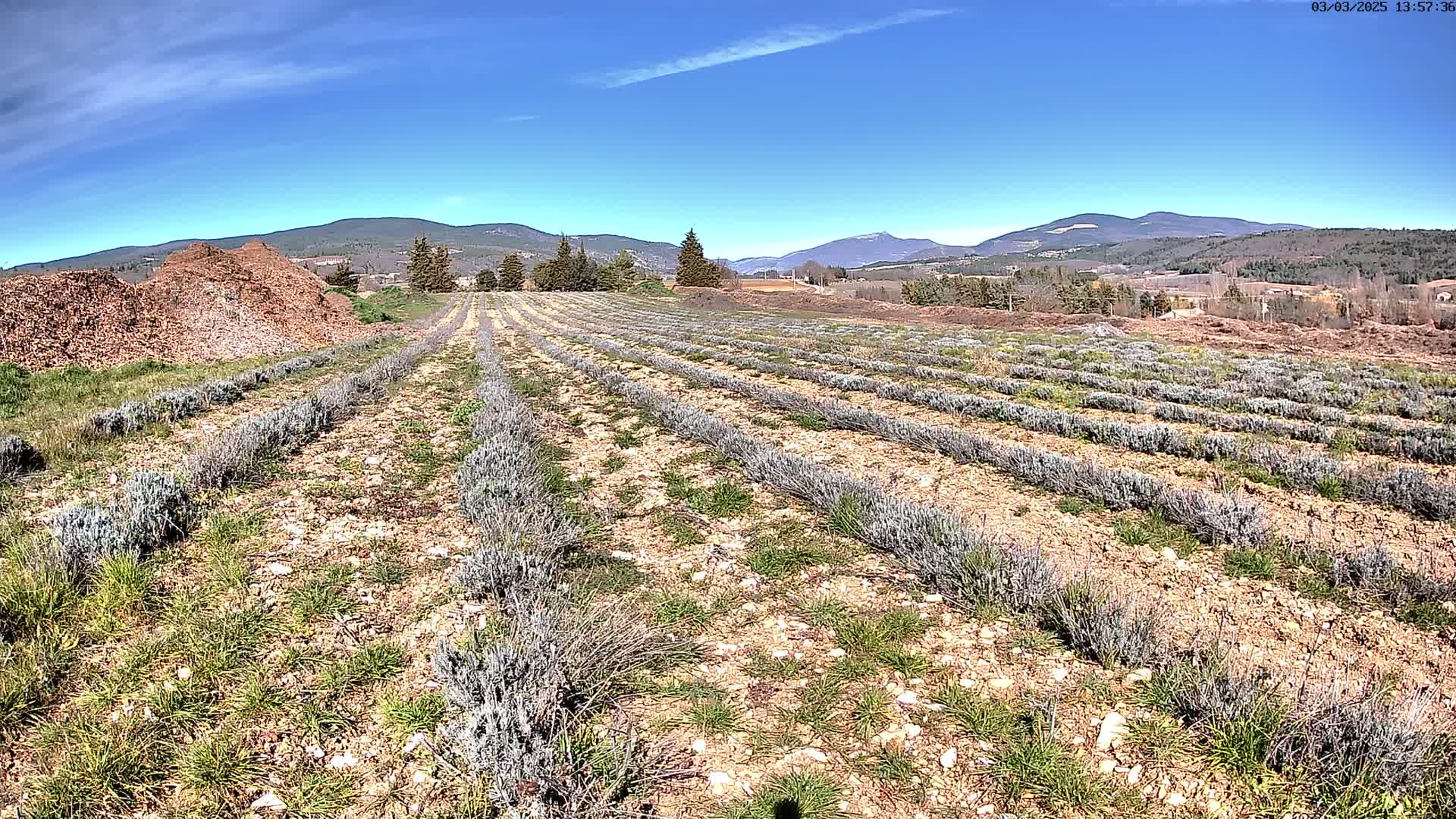Rows of young lavender plants stretch across a field under a clear blue sky, with mountains in the distance and piles of mulch nearby.