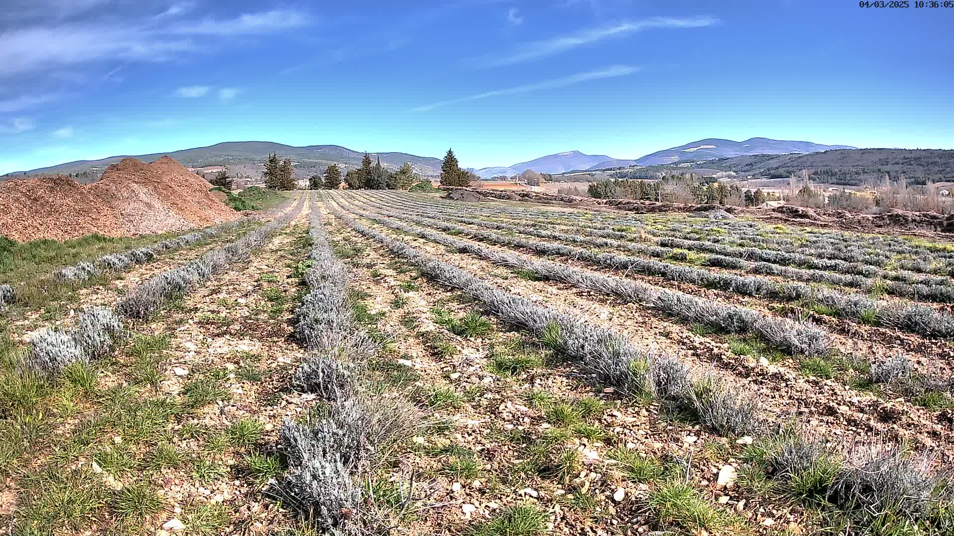 Rows of young lavender plants stretch across a dry, rocky field under a clear blue sky, with mountains in the distance.