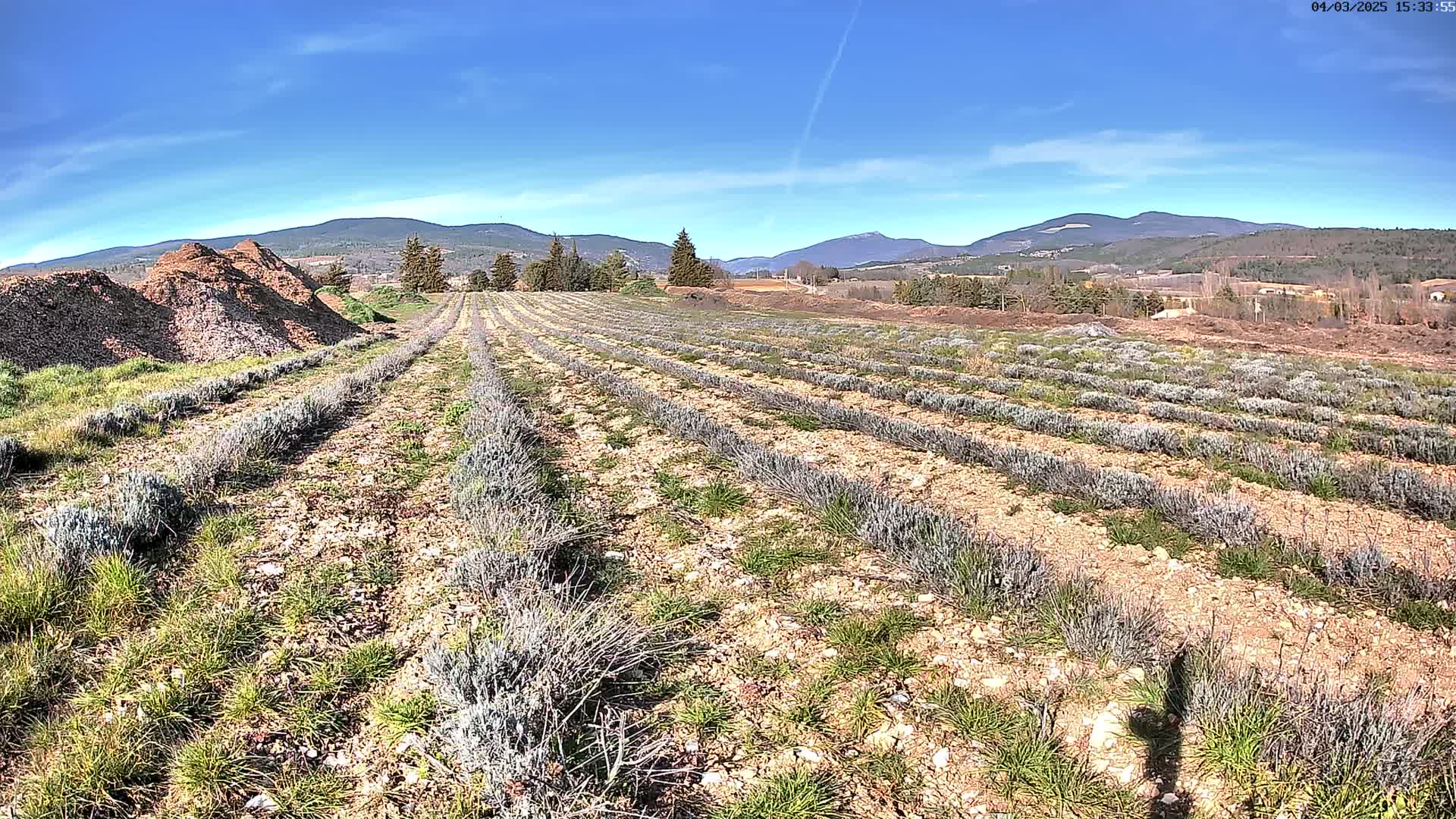 Rows of young lavender plants stretch across a sun-drenched field under a clear blue sky, with mountains in the background and piles of dirt in the foreground.