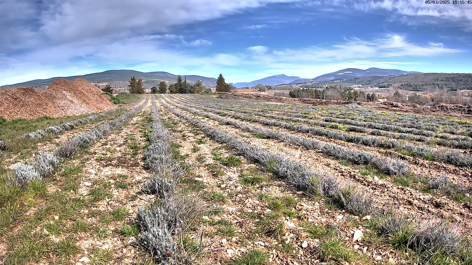 Rows of young lavender plants stretch across a dry, rocky field under a partly cloudy blue sky, with mountains visible in the distance.