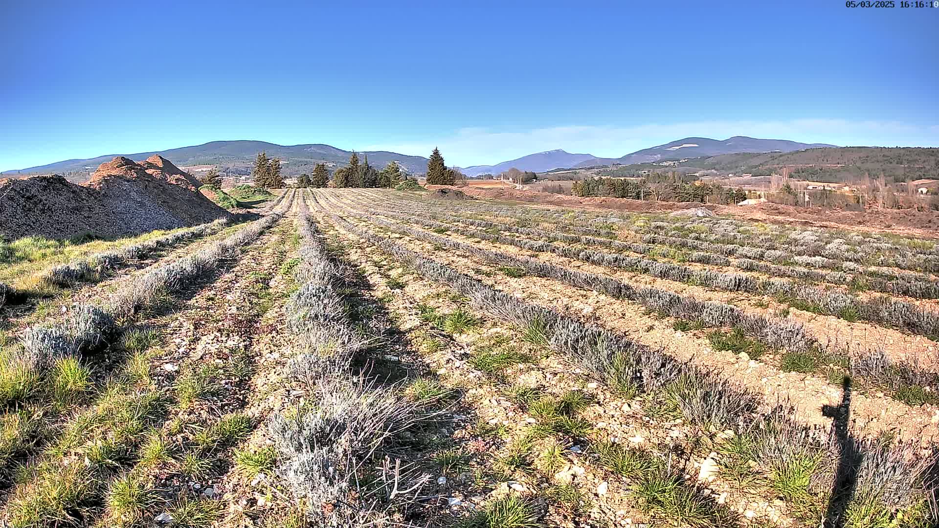 Rows of young lavender plants stretch across a field under a clear blue sky, with mountains in the distance.