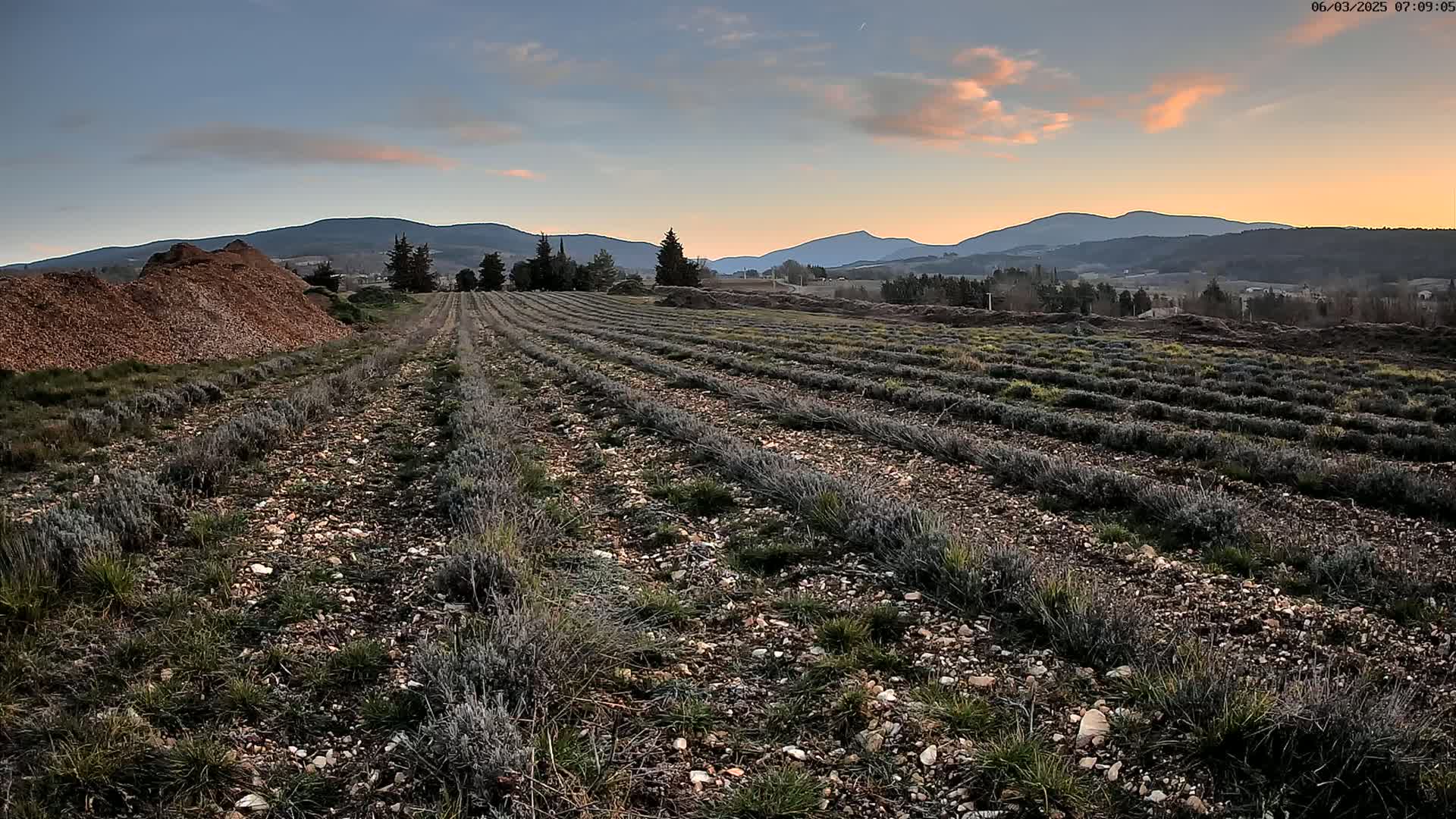 Rows of lavender plants stretch across a field under a partly cloudy sunset sky, with mountains in the background and a pile of wood chips in the foreground.