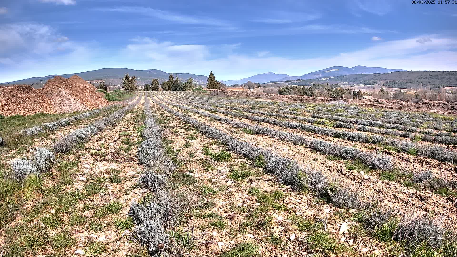 Rows of young lavender plants stretch across a dry, rocky field under a mostly sunny sky, with mountains visible in the distance.
