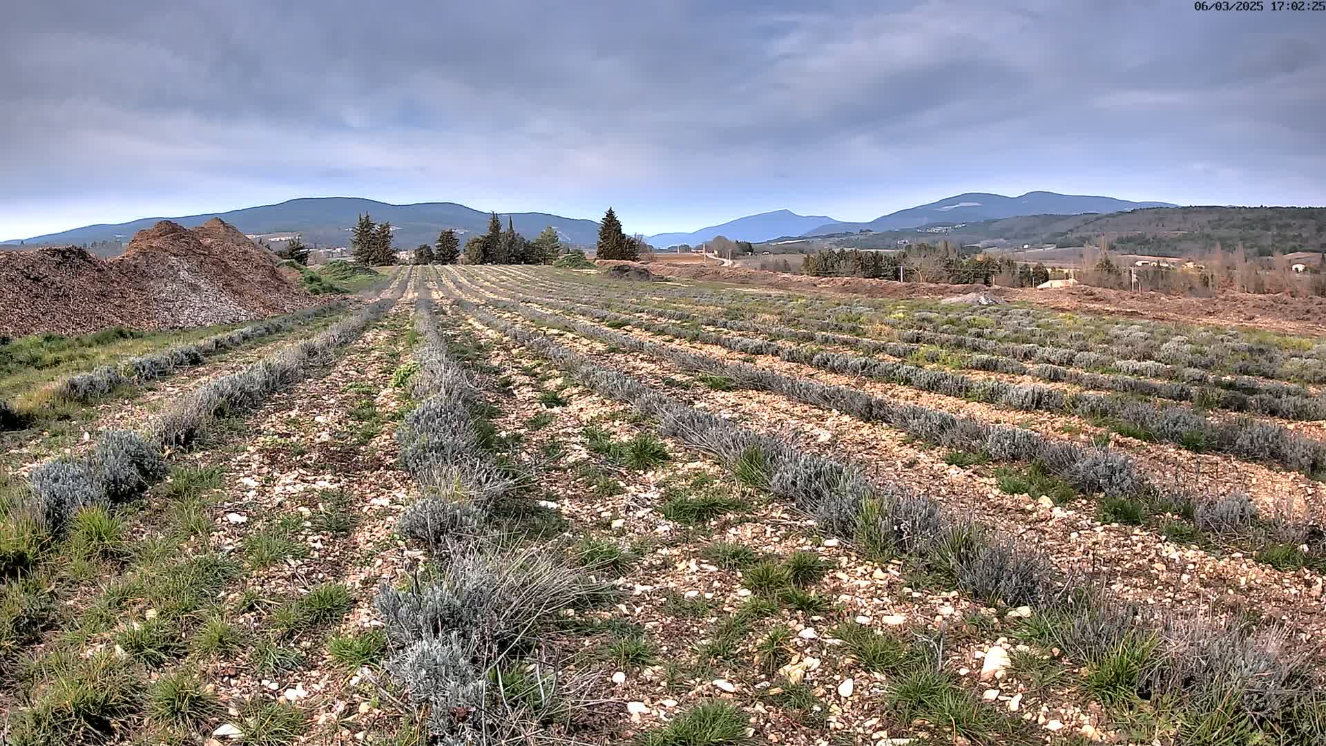Rows of young lavender plants stretch across a field under a cloudy sky, with mountains in the background and piles of mulch in the foreground.