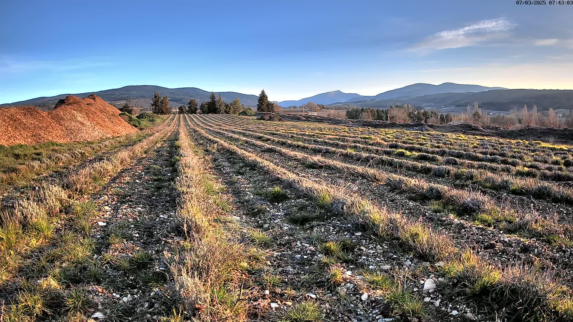 Under a clear blue sky, rows of young lavender plants stretch across a field toward distant mountains.