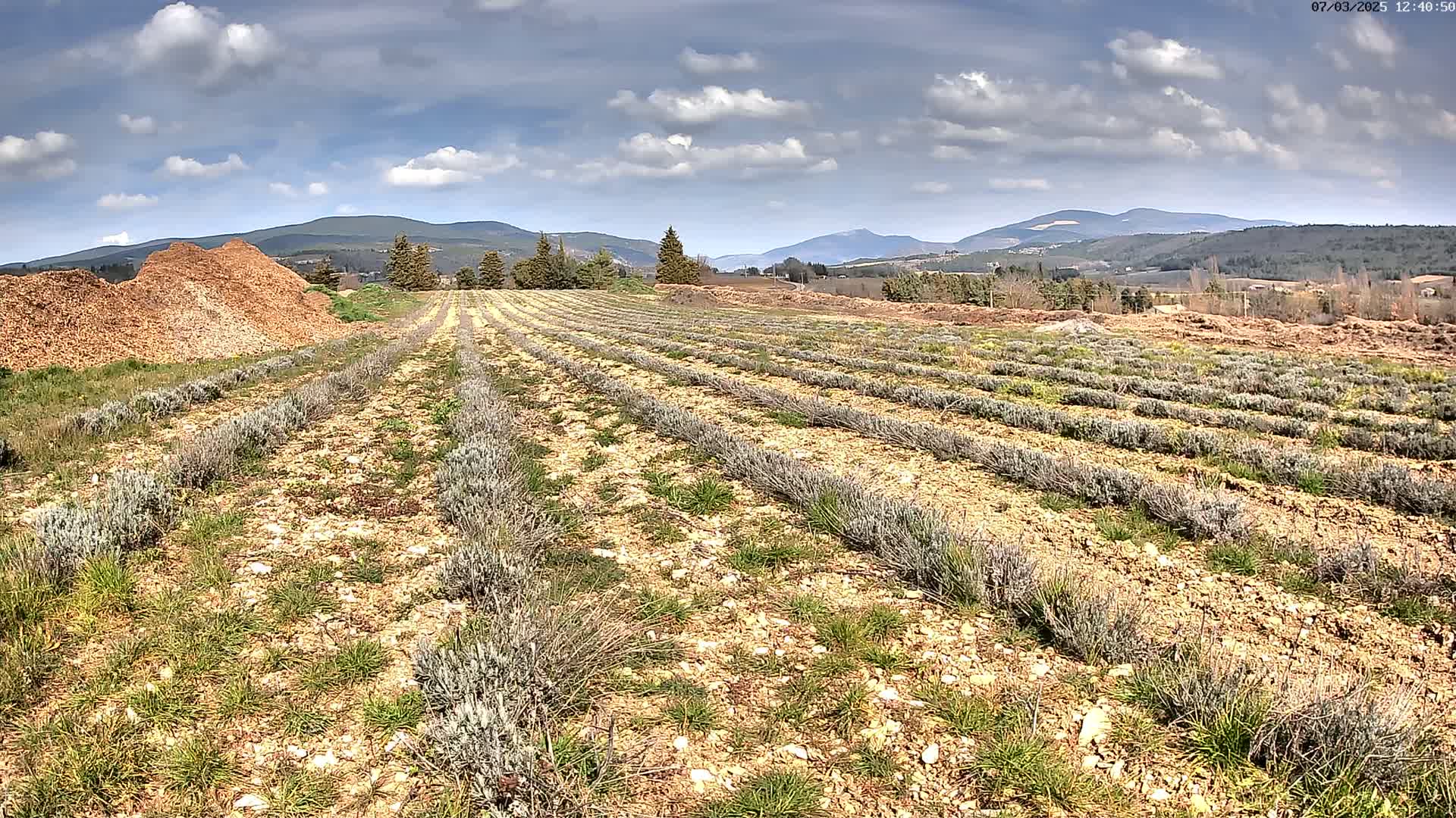 Rows of young lavender plants grow in a field under a partly cloudy sky, with mountains in the distance and piles of wood chips nearby.