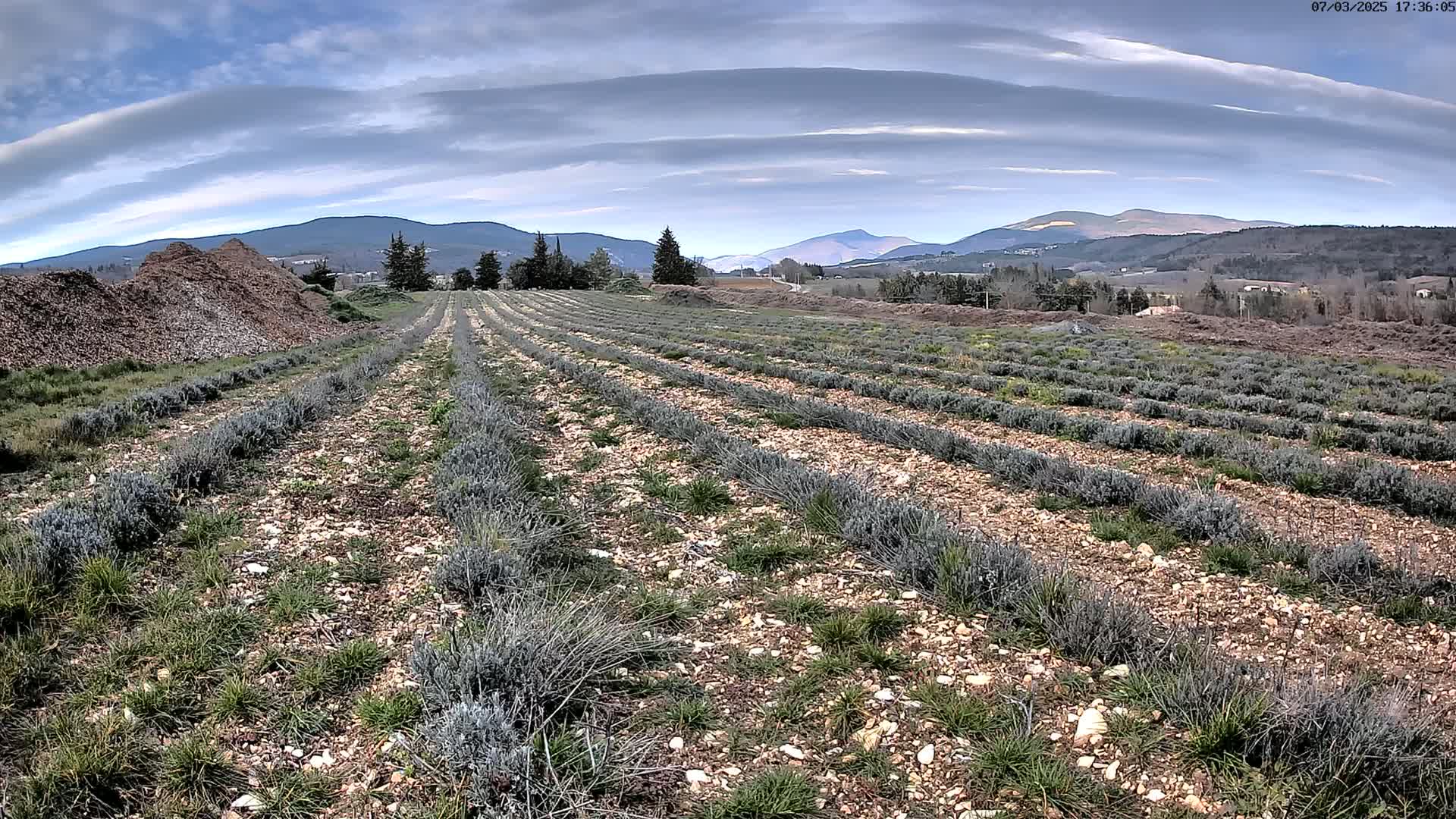 Rows of young lavender plants stretch across a rocky field under a partly cloudy sky, with mountains in the distance.