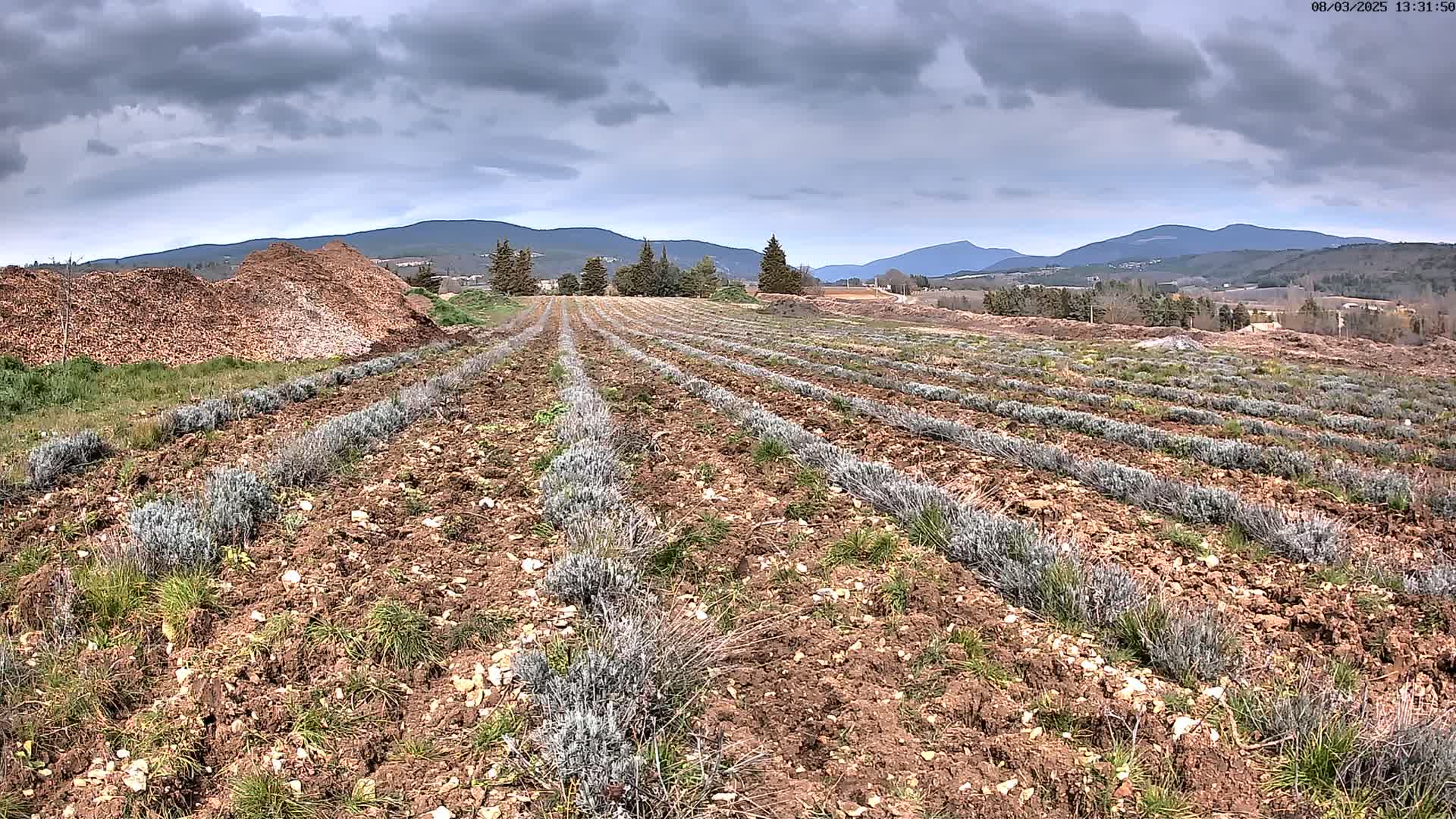 Rows of young lavender plants grow in a field under a cloudy sky, with mountains in the background and a pile of wood chips to the left.