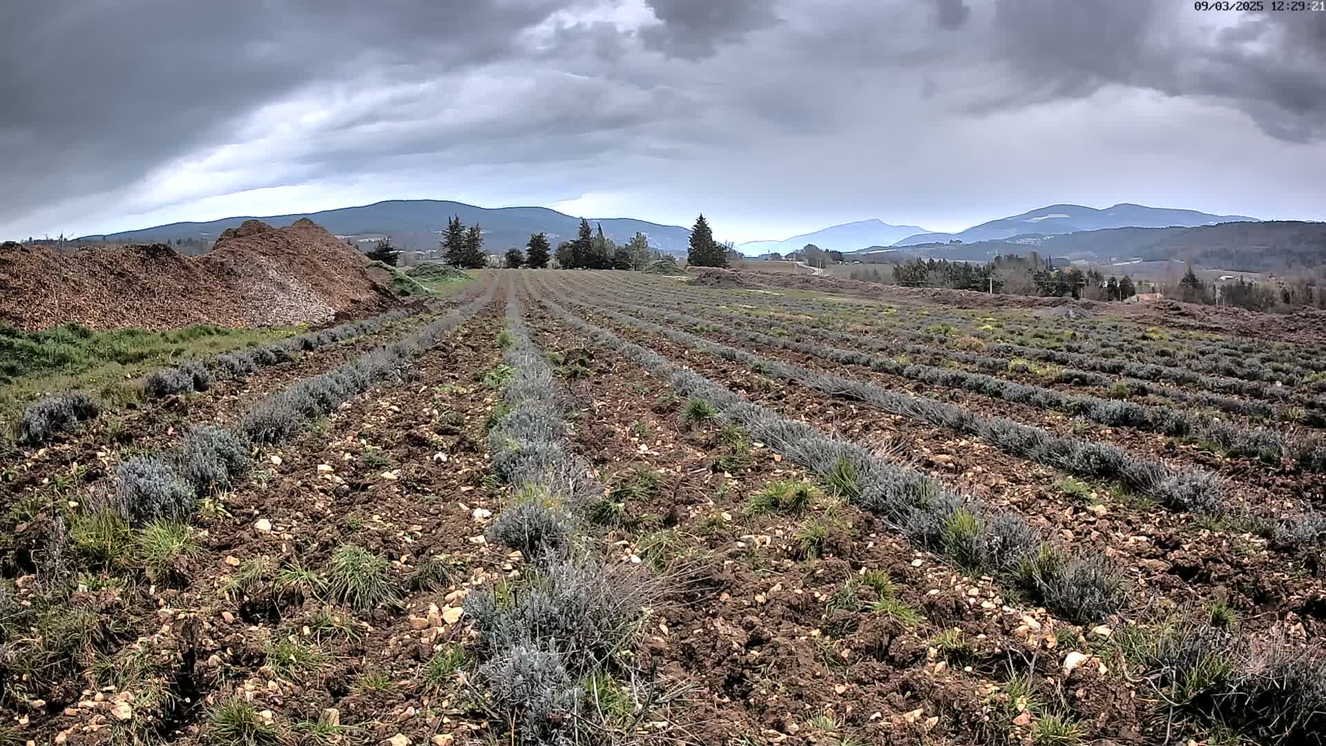 Rows of young lavender plants grow in a field under a cloudy sky, with a pile of brown material and distant mountains in the background.