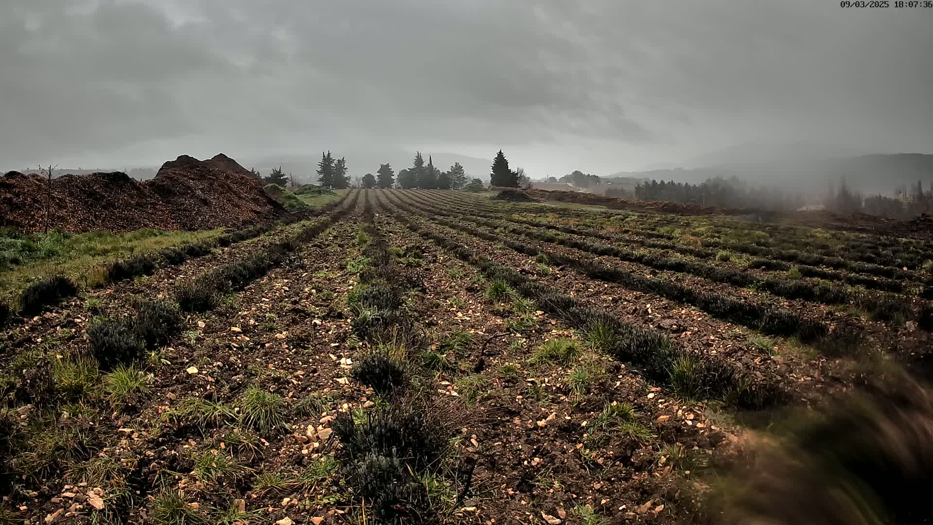Rows of young lavender plants grow in dark soil under an overcast sky, with a large pile of wood chips visible in the foreground.