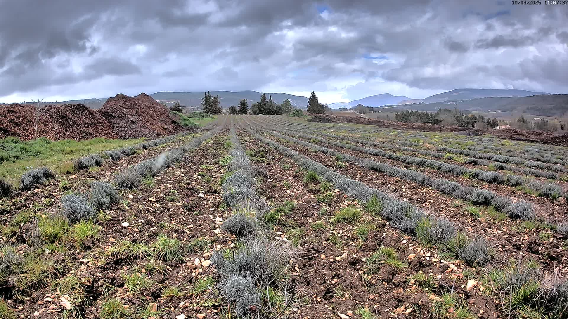 Rows of young lavender plants grow in dark soil under a cloudy sky, with piles of mulch in the foreground and distant mountains in the background.