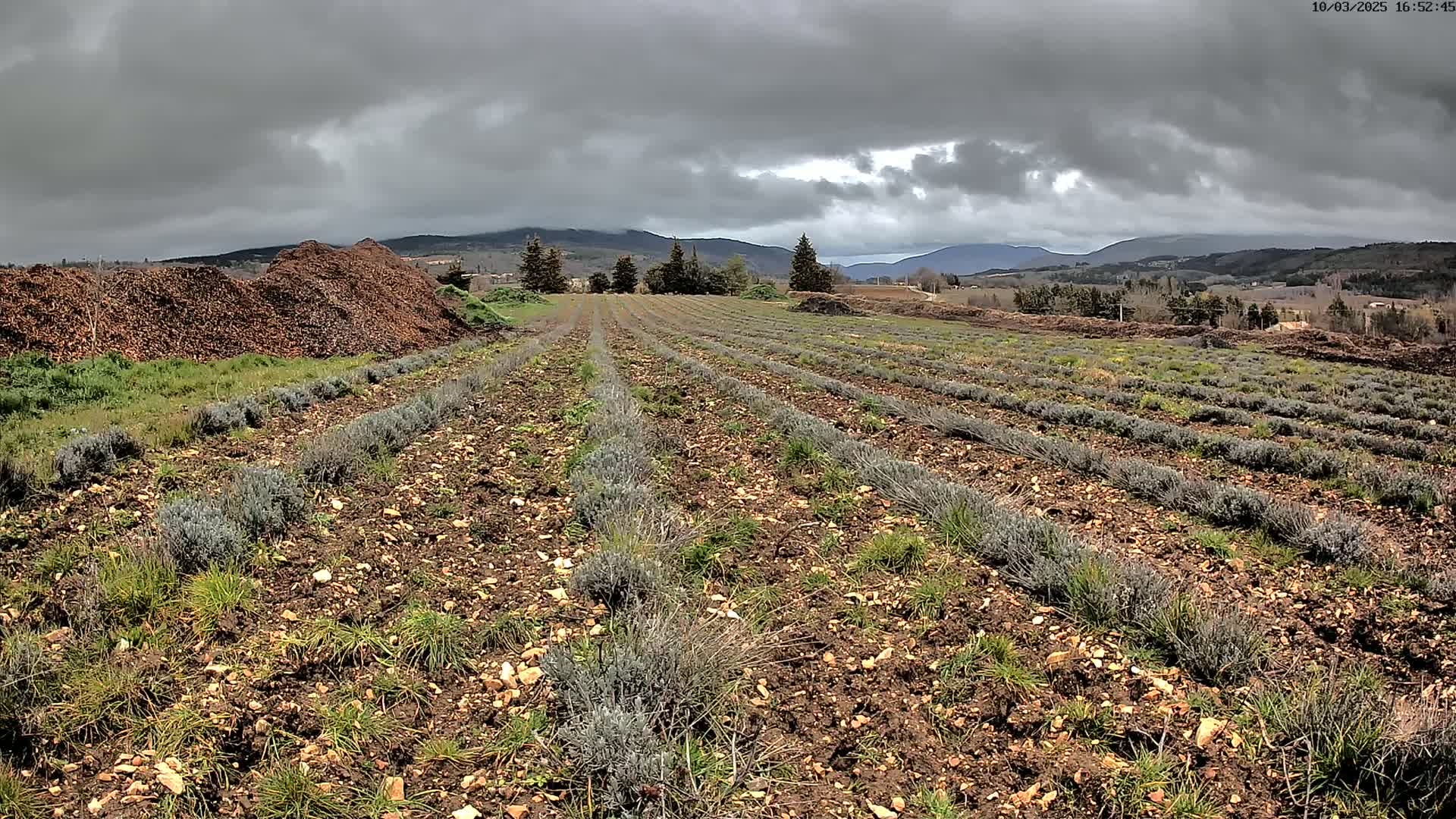 Rows of young lavender plants grow in a field under a cloudy sky, with piles of mulch in the foreground and distant mountains visible in the background.