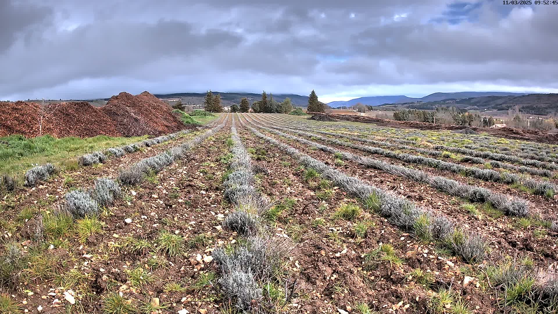 Rows of young lavender plants grow in brown soil under a cloudy sky, with piles of mulch in the foreground and distant hills in the background.