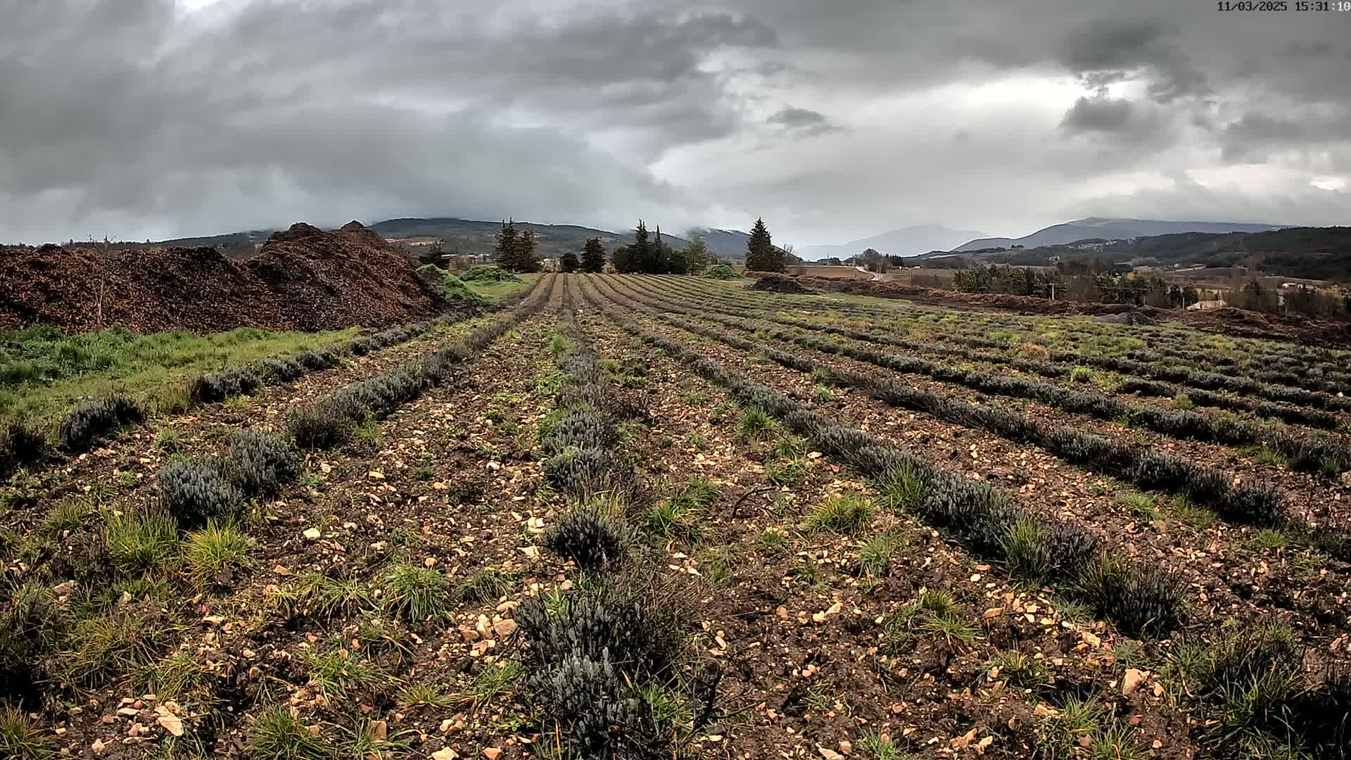 Rows of young lavender plants grow in a field under a cloudy sky, with a pile of brown mulch in the foreground and distant mountains in the background.