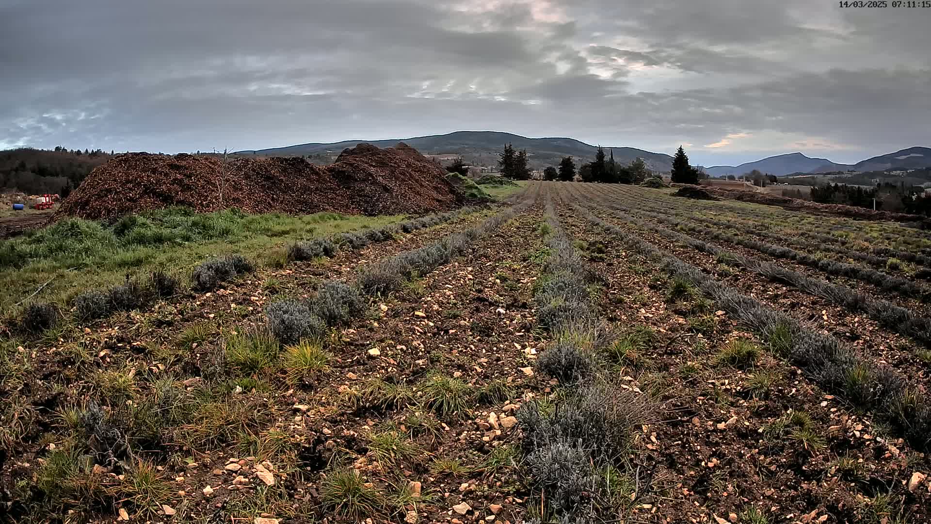 A large pile of mulch sits beside rows of young lavender plants in a field under an overcast sky.