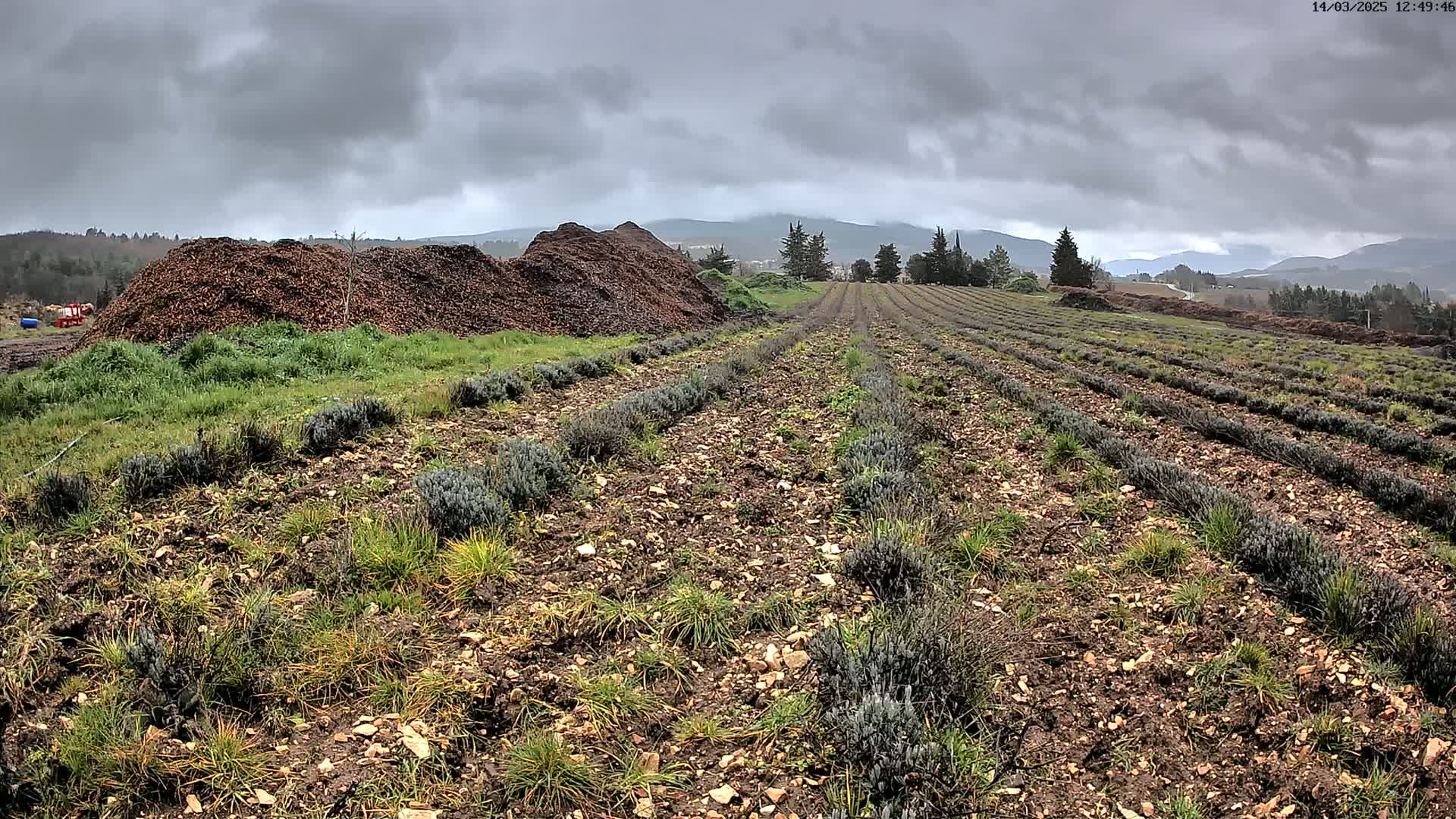 A large pile of mulch sits beside rows of young lavender plants in a field under an overcast sky.