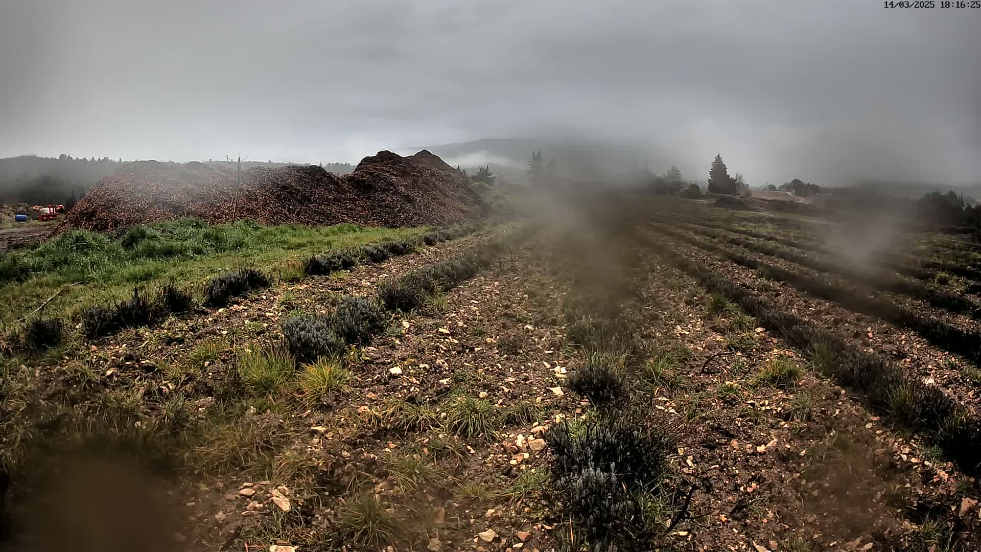 A misty, overcast day reveals rows of young lavender plants growing in a field beside a large pile of wood chips.