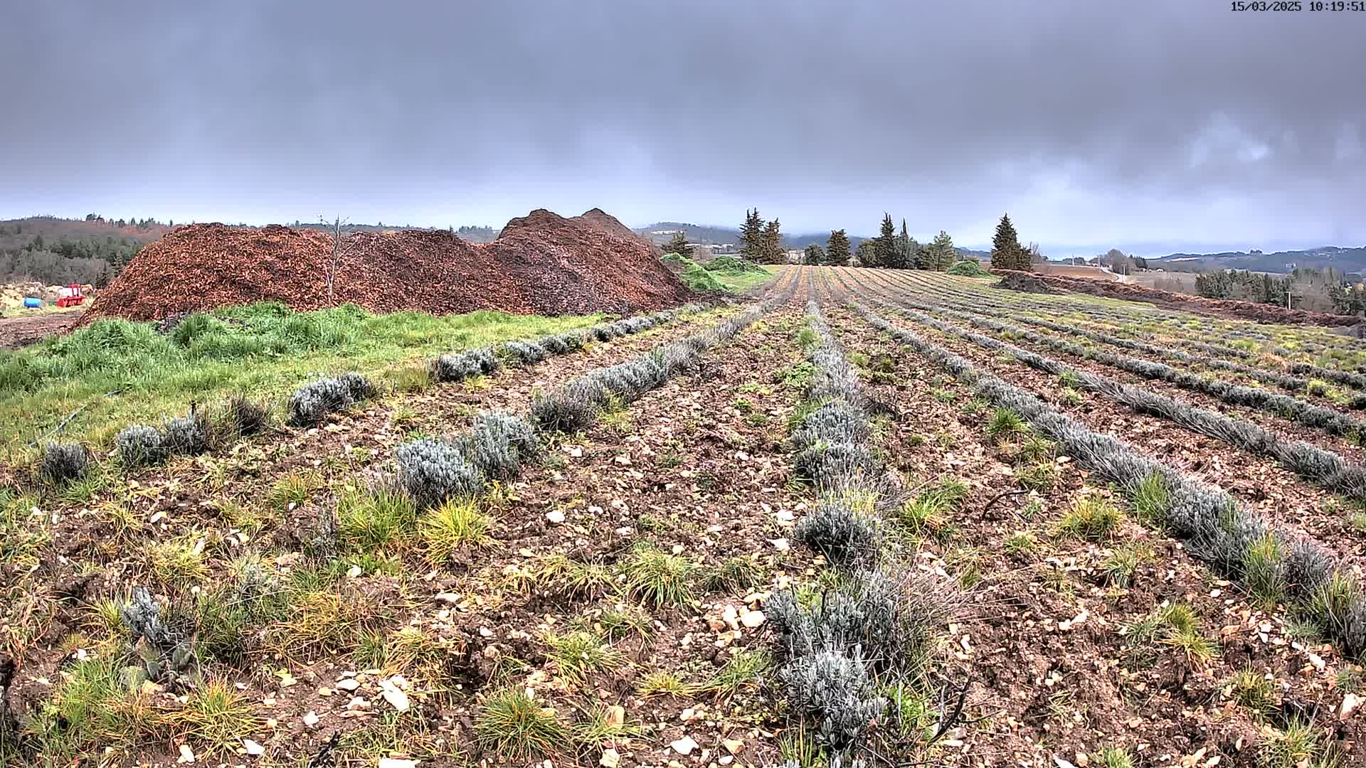 Rows of young lavender plants grow in a field under a cloudy sky, with large piles of mulch in the background.