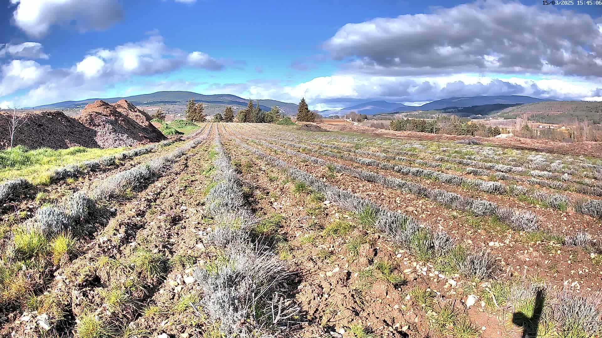 Rows of young lavender plants in a field stretch towards a distant mountain range under a partly cloudy blue sky.