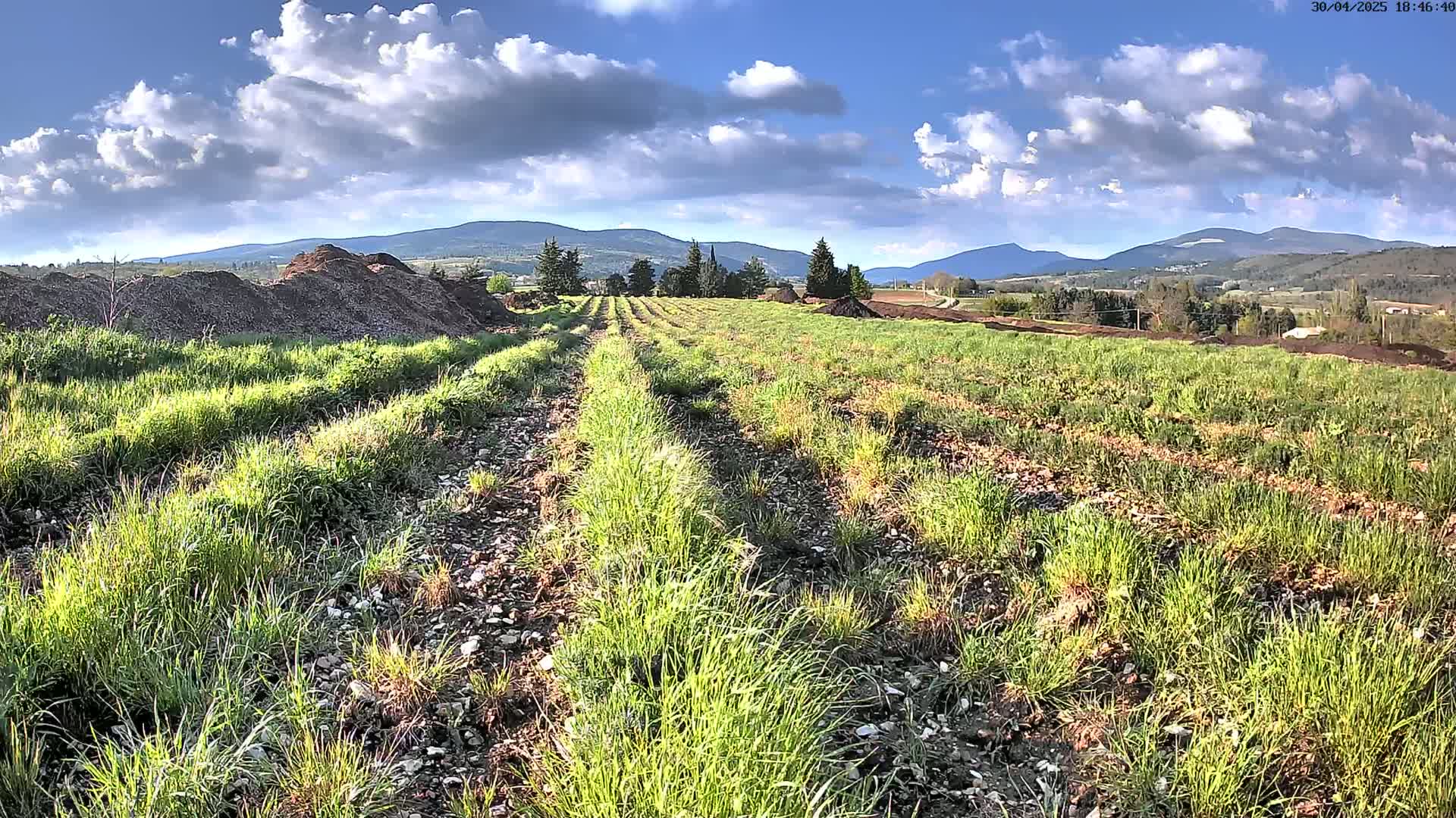 Rows of young plants grow in a field under a partly cloudy blue sky, with distant mountains in the background.