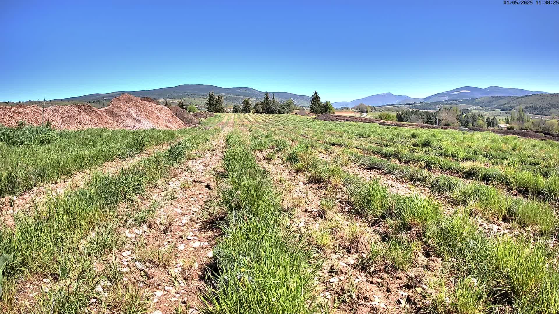 Under a clear blue sky, a field of young, green plants grows in rows across brown, tilled earth, with piles of wood chips visible in the foreground and distant mountains in the background.