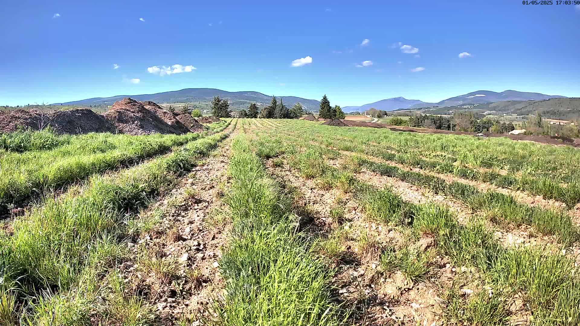 Rows of young green plants grow in a field under a clear blue sky, with mountains in the distance and piles of dark soil in the foreground.