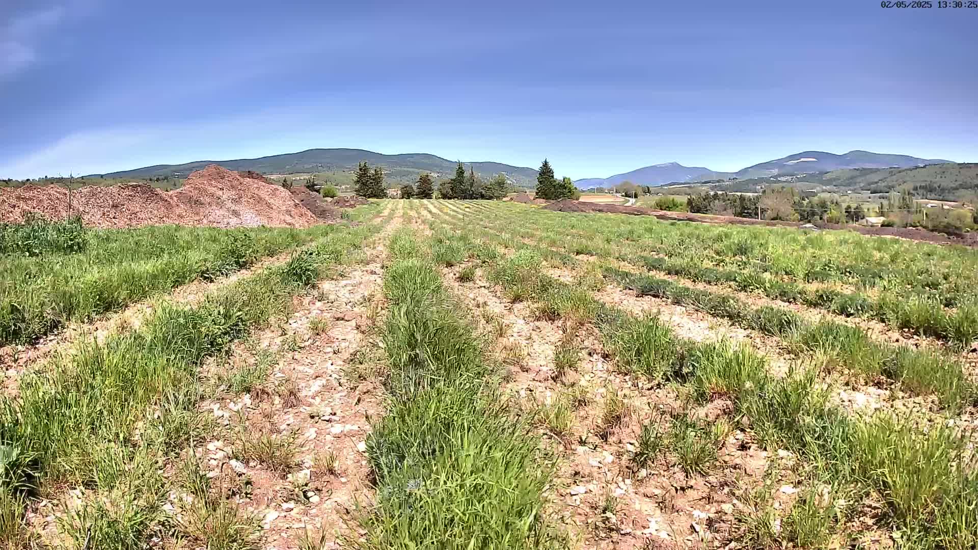 A field of young, sparsely growing plants is visible, with piles of mulch in the foreground under a clear blue sky and distant mountains.