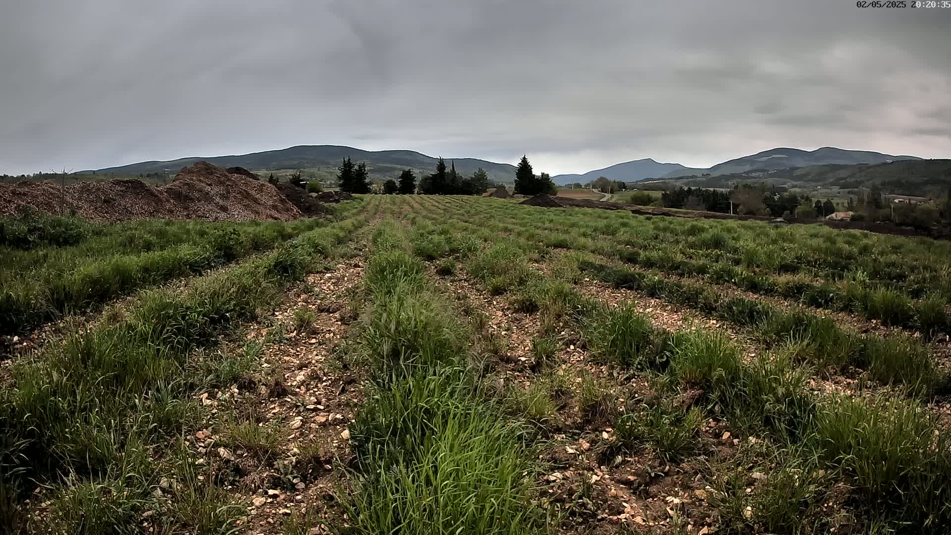 Rows of young plants grow in a field under a cloudy sky, with piles of mulch in the foreground and distant mountains in the background.