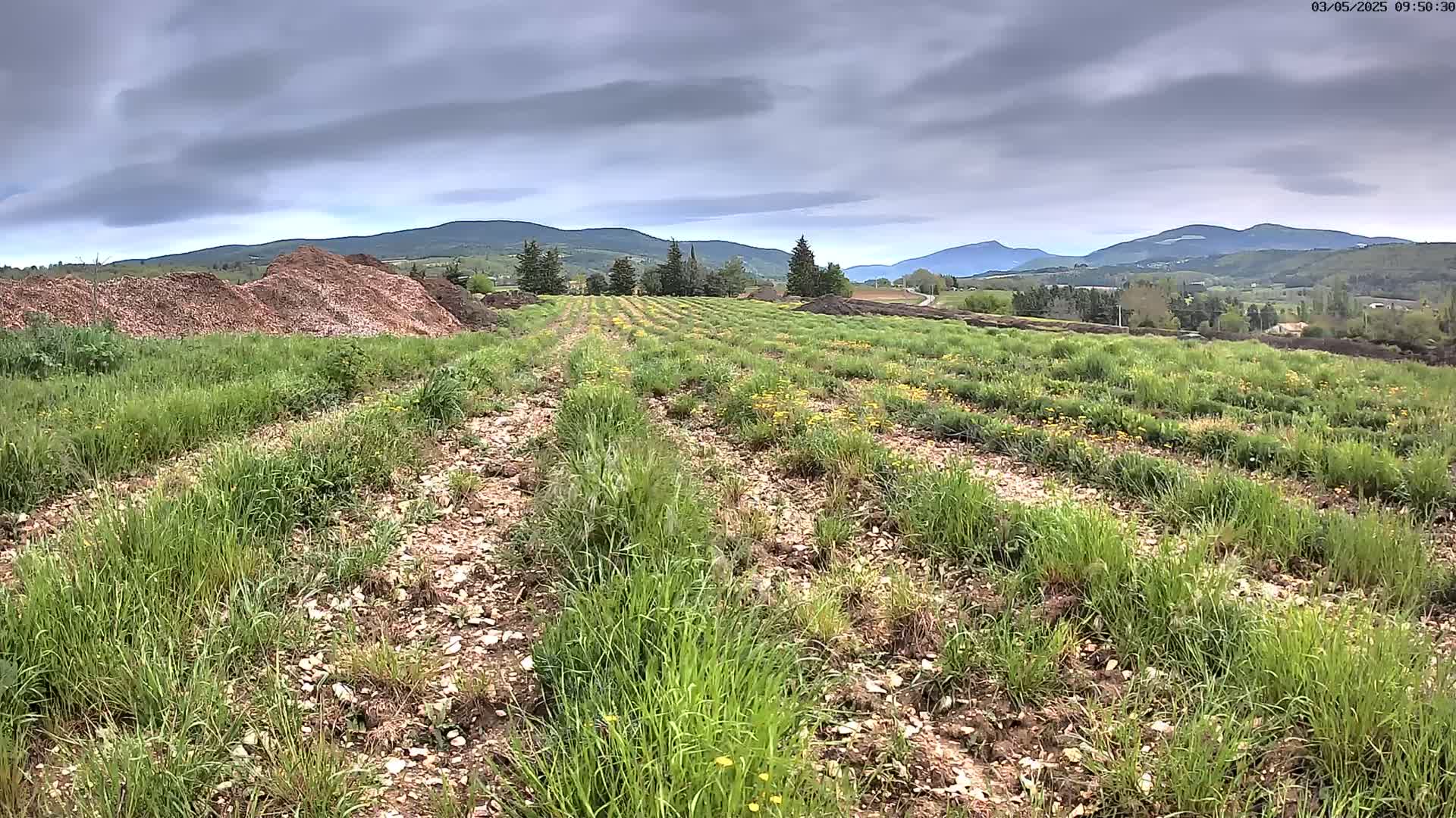 Rows of young plants are growing in a field under a cloudy sky, with piles of mulch in the foreground and distant mountains in the background.