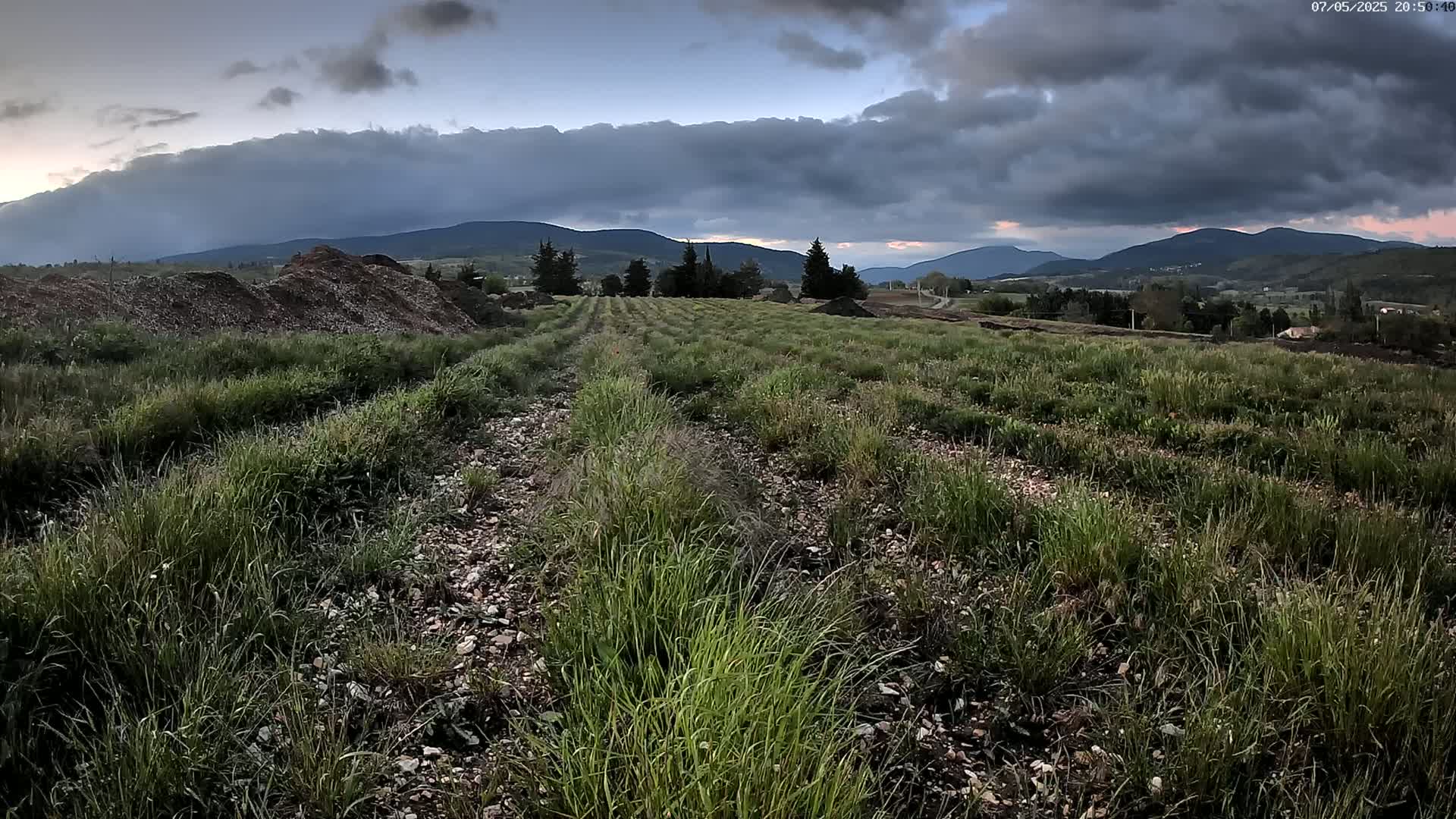 Rows of young plants grow in a field under a cloudy, darkening sky, with distant mountains in the background.