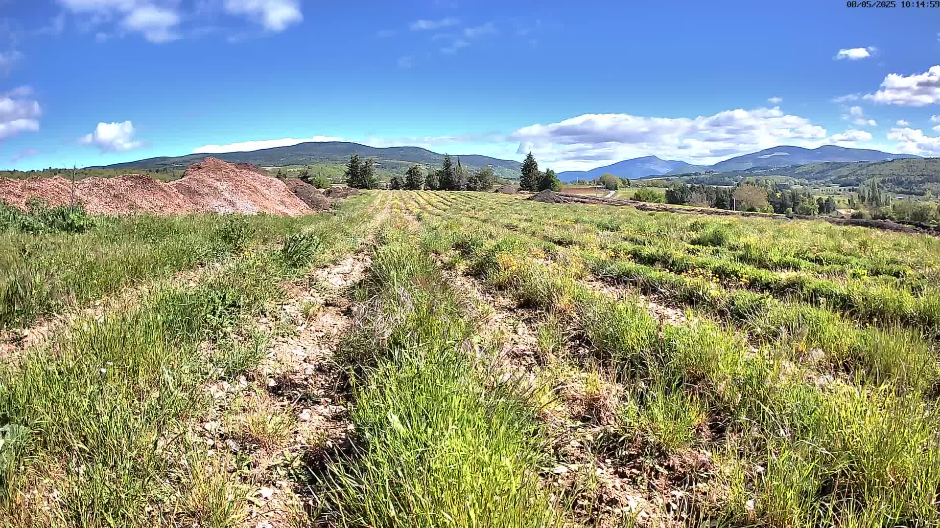 A field of young plants, rows of which are visible, stretches towards distant mountains under a mostly sunny sky with some clouds.