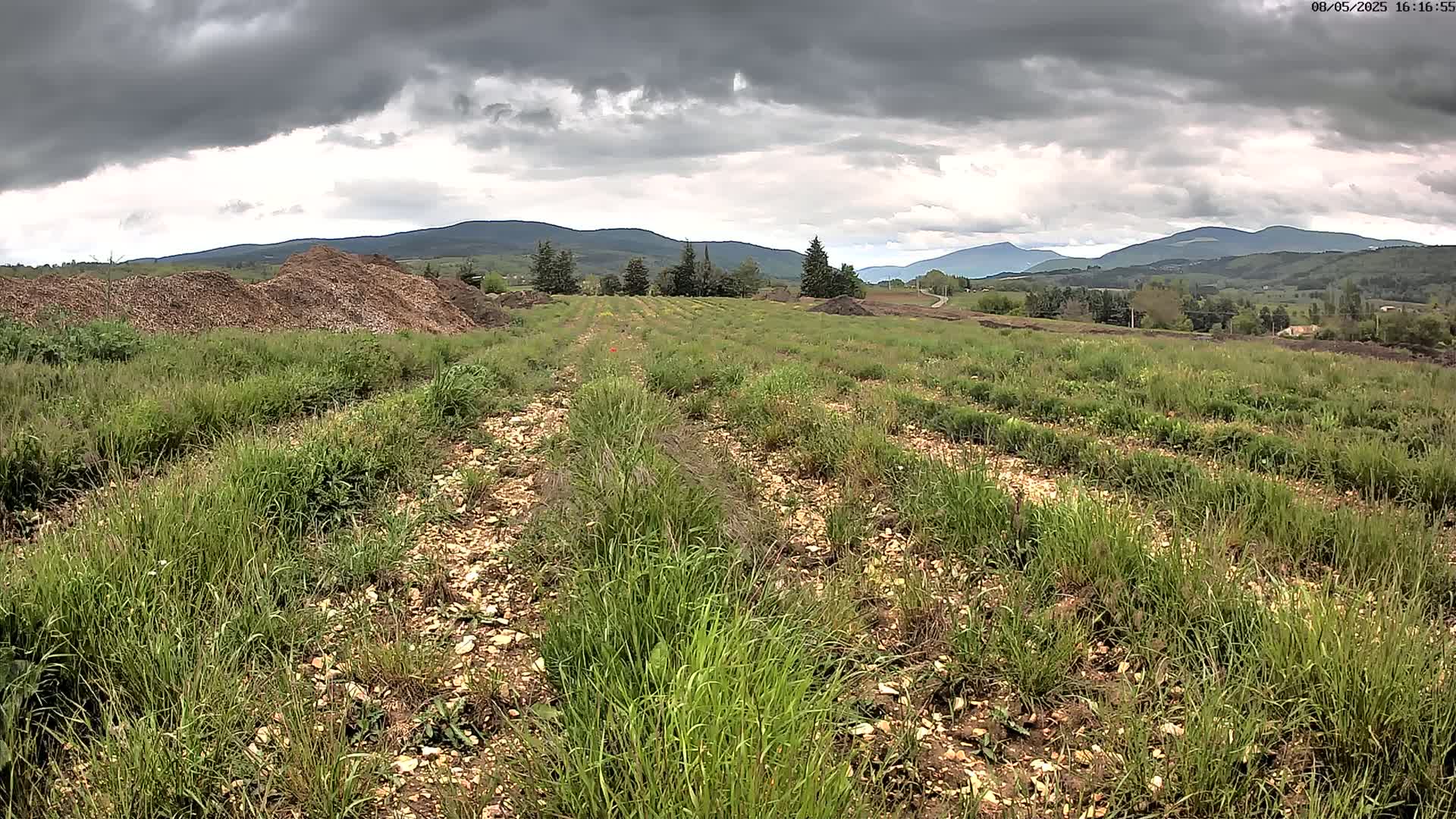 Rows of young plants grow in a field under a cloudy sky, with piles of mulch and distant mountains visible in the background.