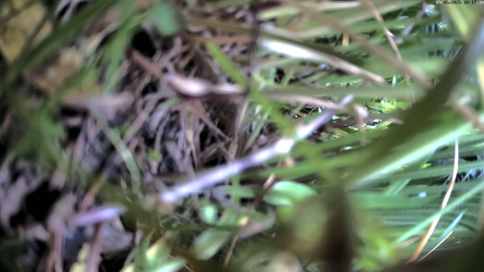 A ground-level, blurry view shows long blades of green grass and brown ground cover obscuring something underneath.