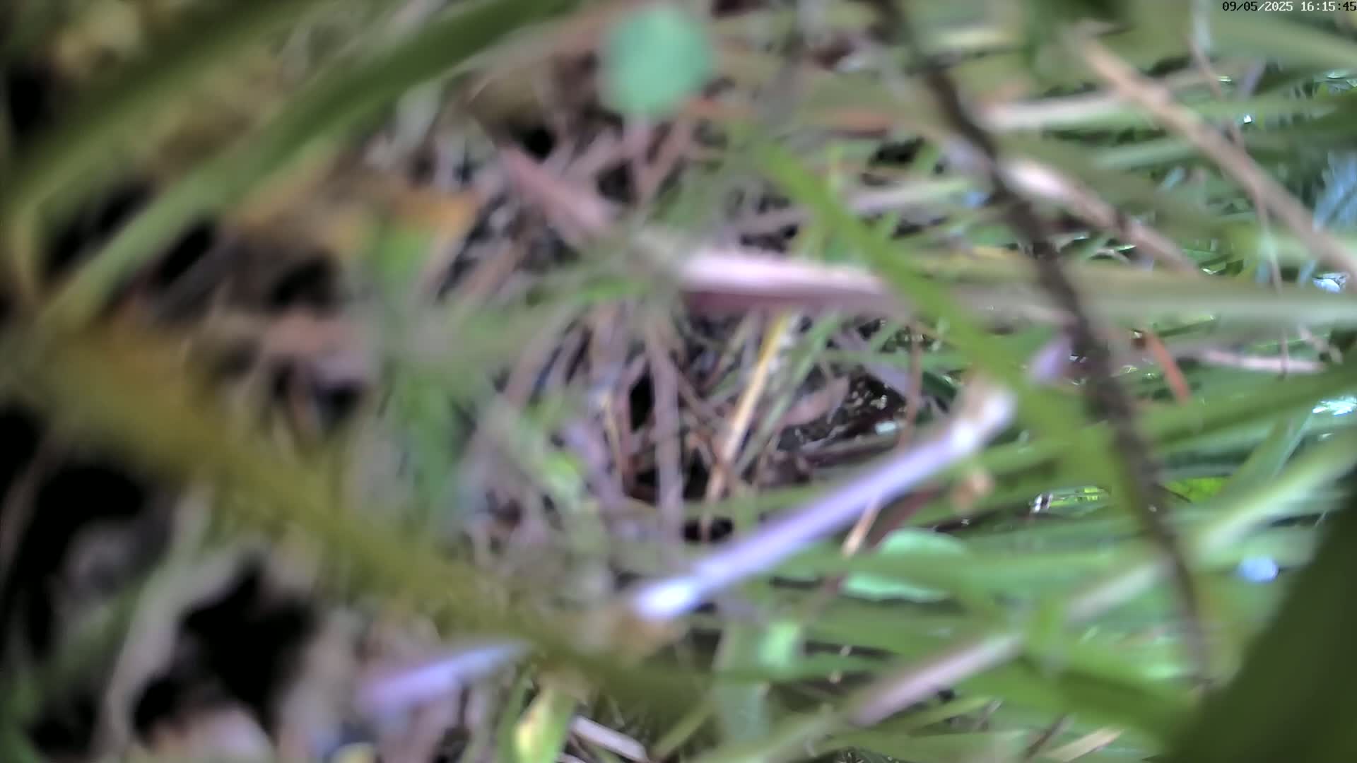 A blurry close-up shows a dark object nestled within dense, green grass.