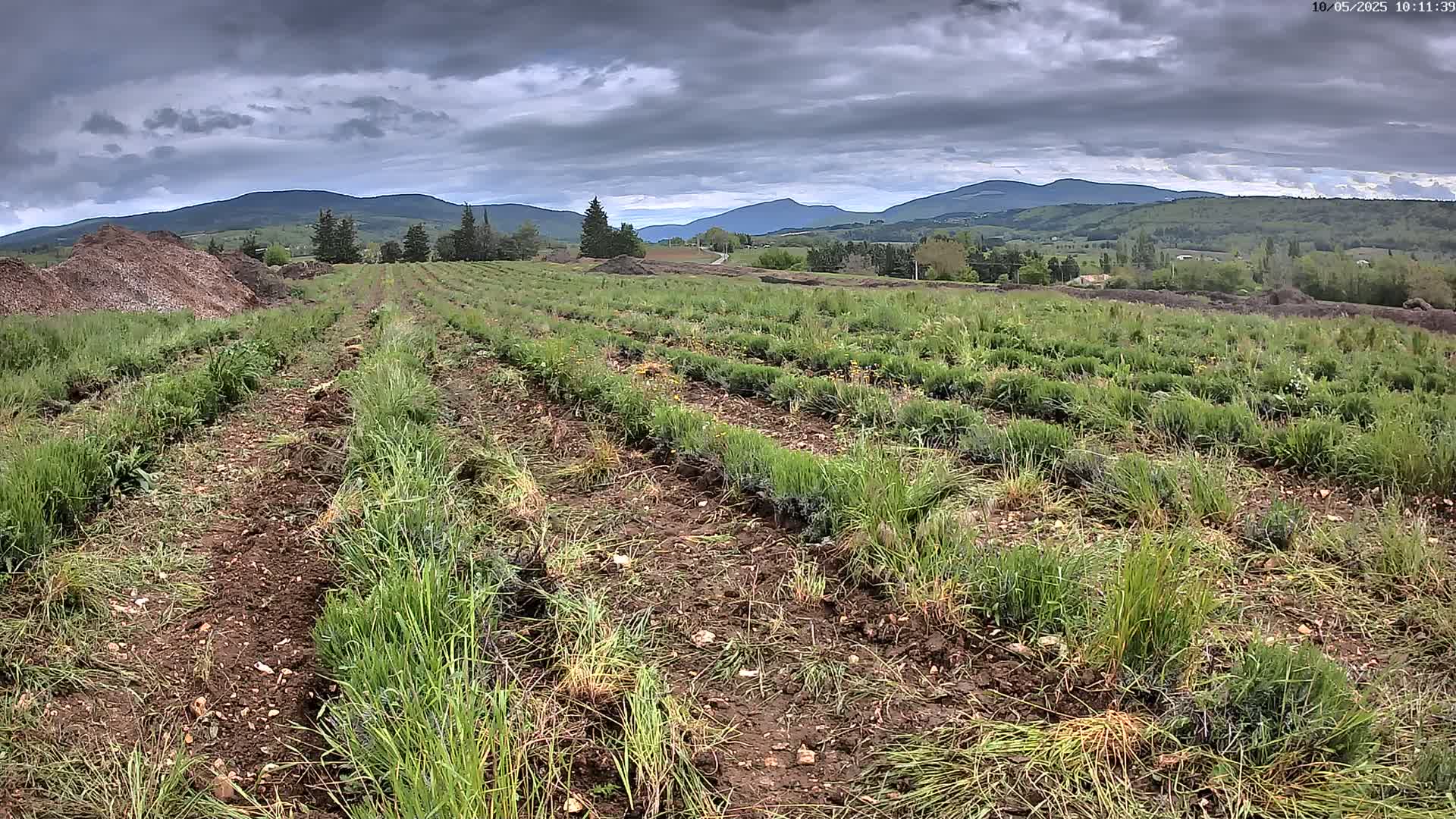Rows of young plants are growing in a field under a cloudy sky, with distant mountains visible in the background.