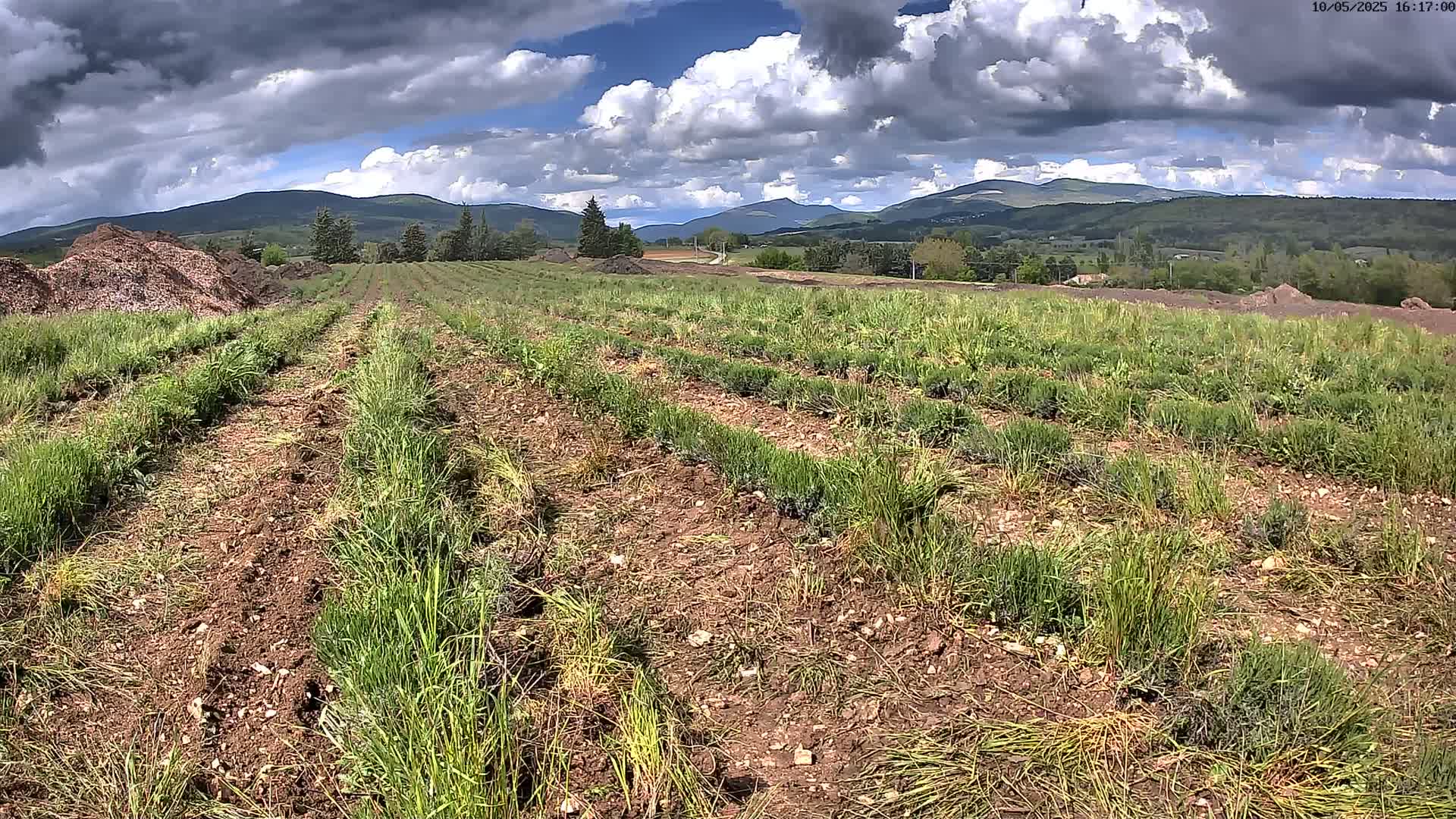 Rows of young plants are growing in a field under a partly cloudy sky, with mountains visible in the distance.