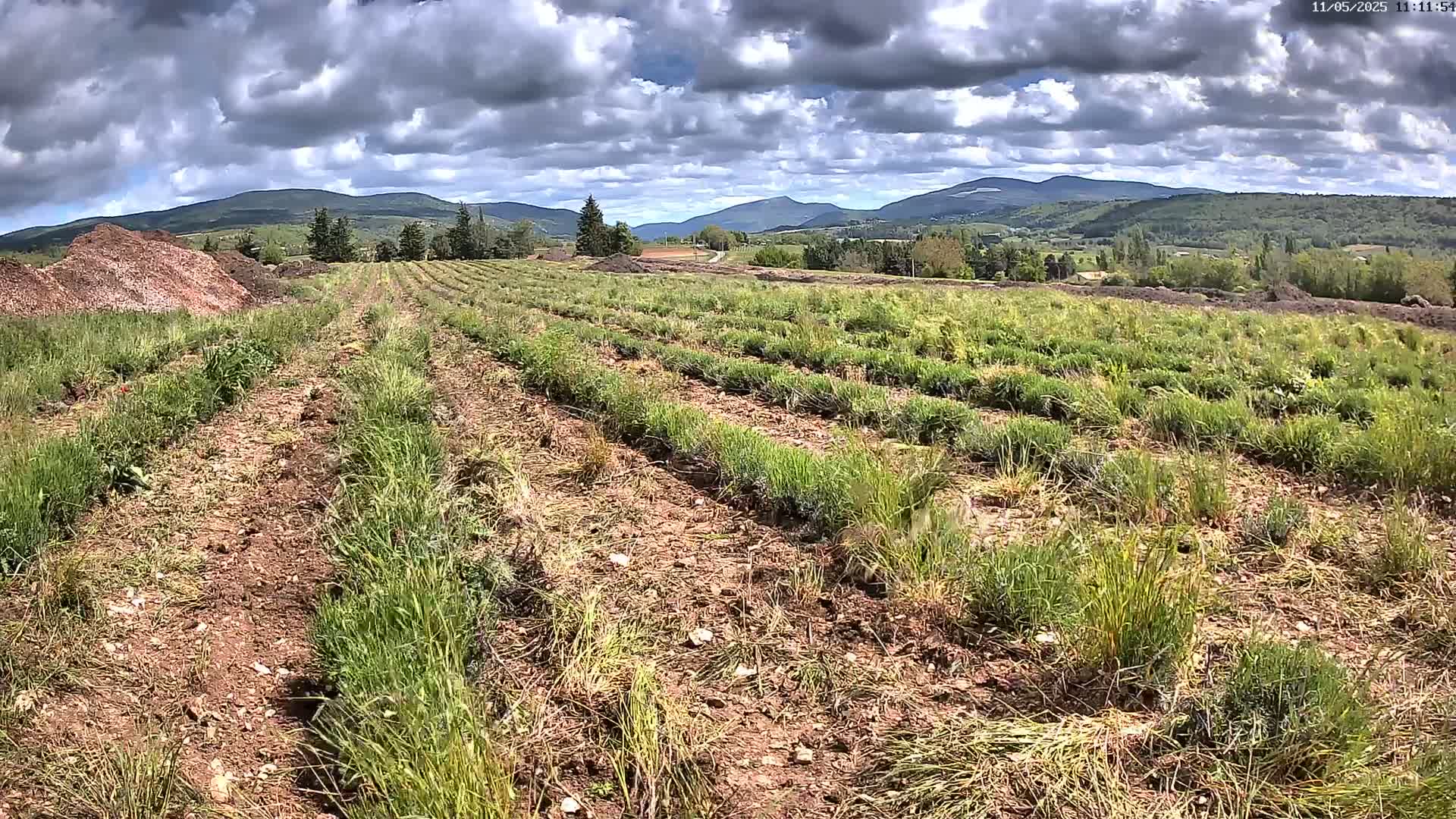 Rows of young plants grow in a field under a partly cloudy sky, with mountains in the distance.
